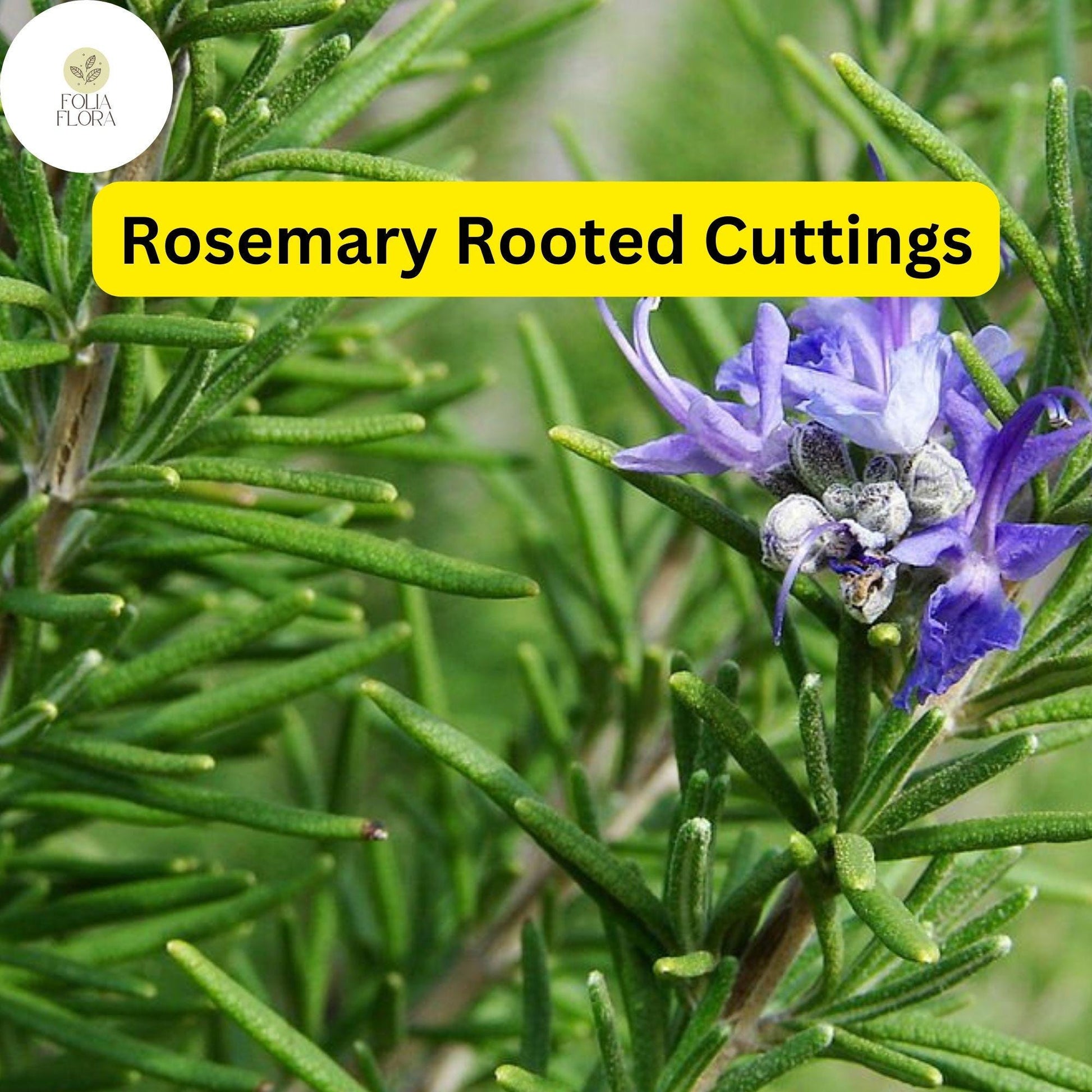 Lot of 2 Rosemary Cuttings - 5-8” Rooted Bare Root - Salvia rosmarinus - Aromatic Culinary Herb for Gardens & Indoor Planters
