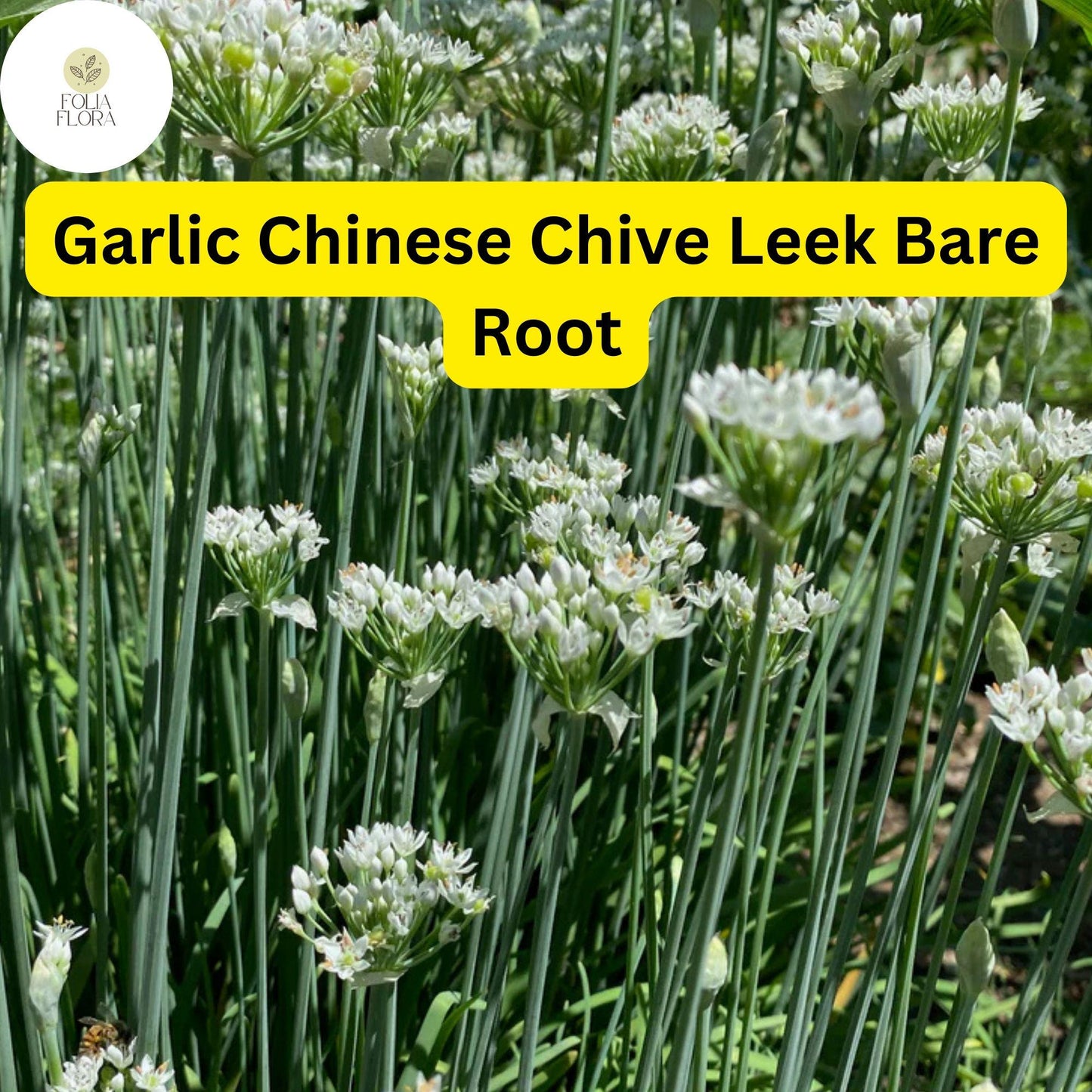 30 Bare Roots Garlic Chives Live Plants - Chinese Leeks (Allium tuberosum) - Edible, Aromatic Herb for Culinary Gardens