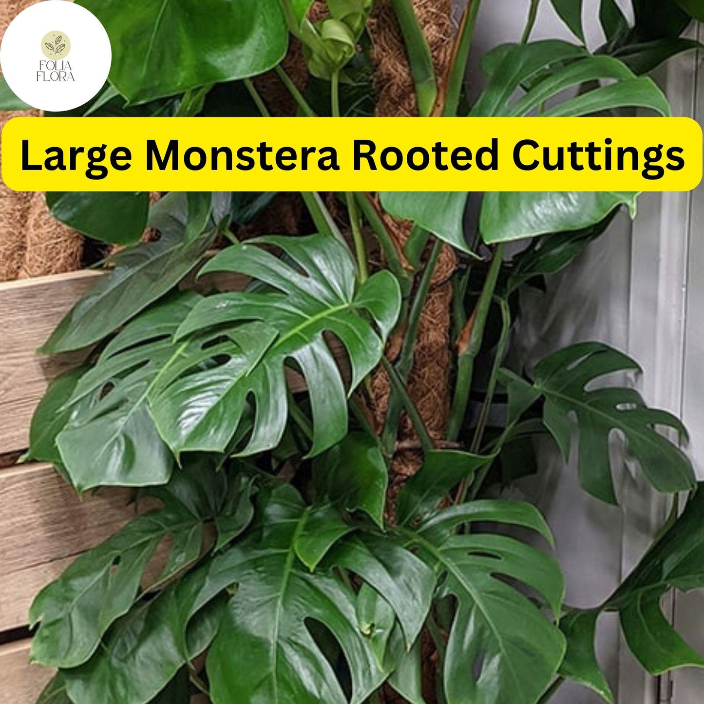 Large Monstera Deliciosa Rooted Cutting - Tropical Live Plant - Fenestrated Leaves - Air-Purifying - Perfect for Home Decor