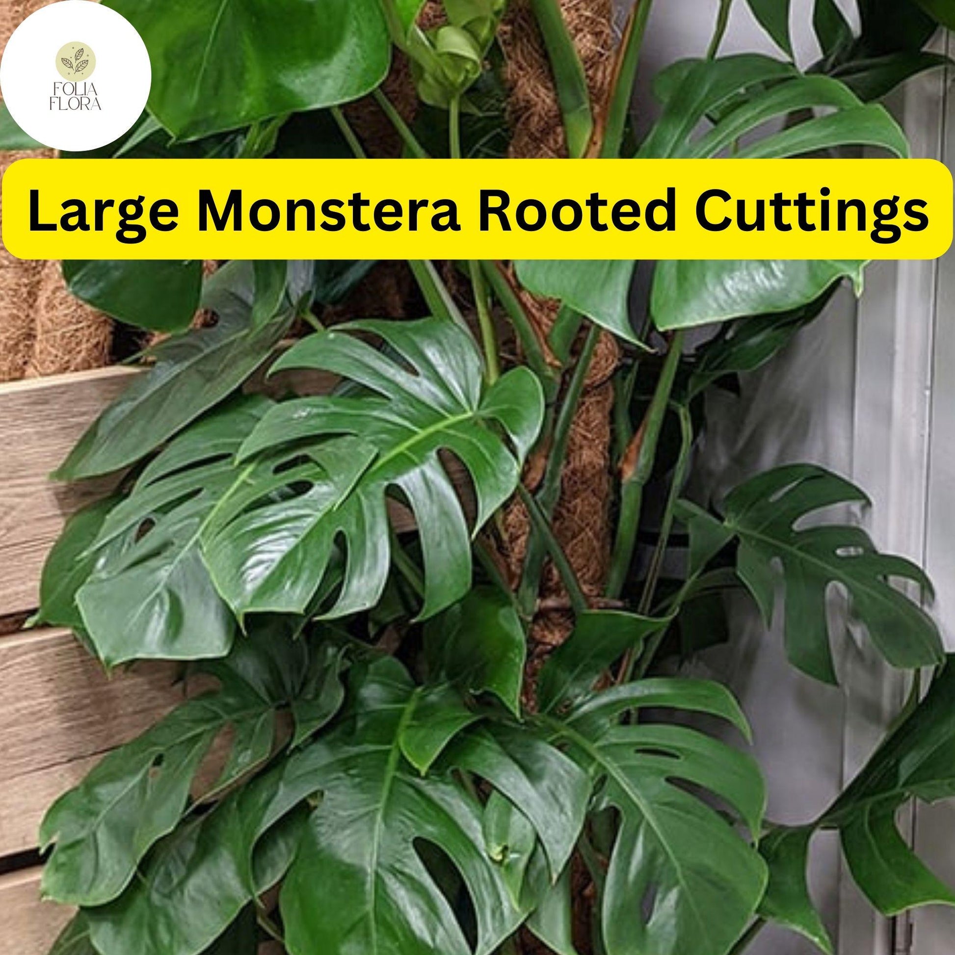 Large Monstera Deliciosa Rooted Cutting - Tropical Live Plant - Fenestrated Leaves - Air-Purifying - Perfect for Home Decor