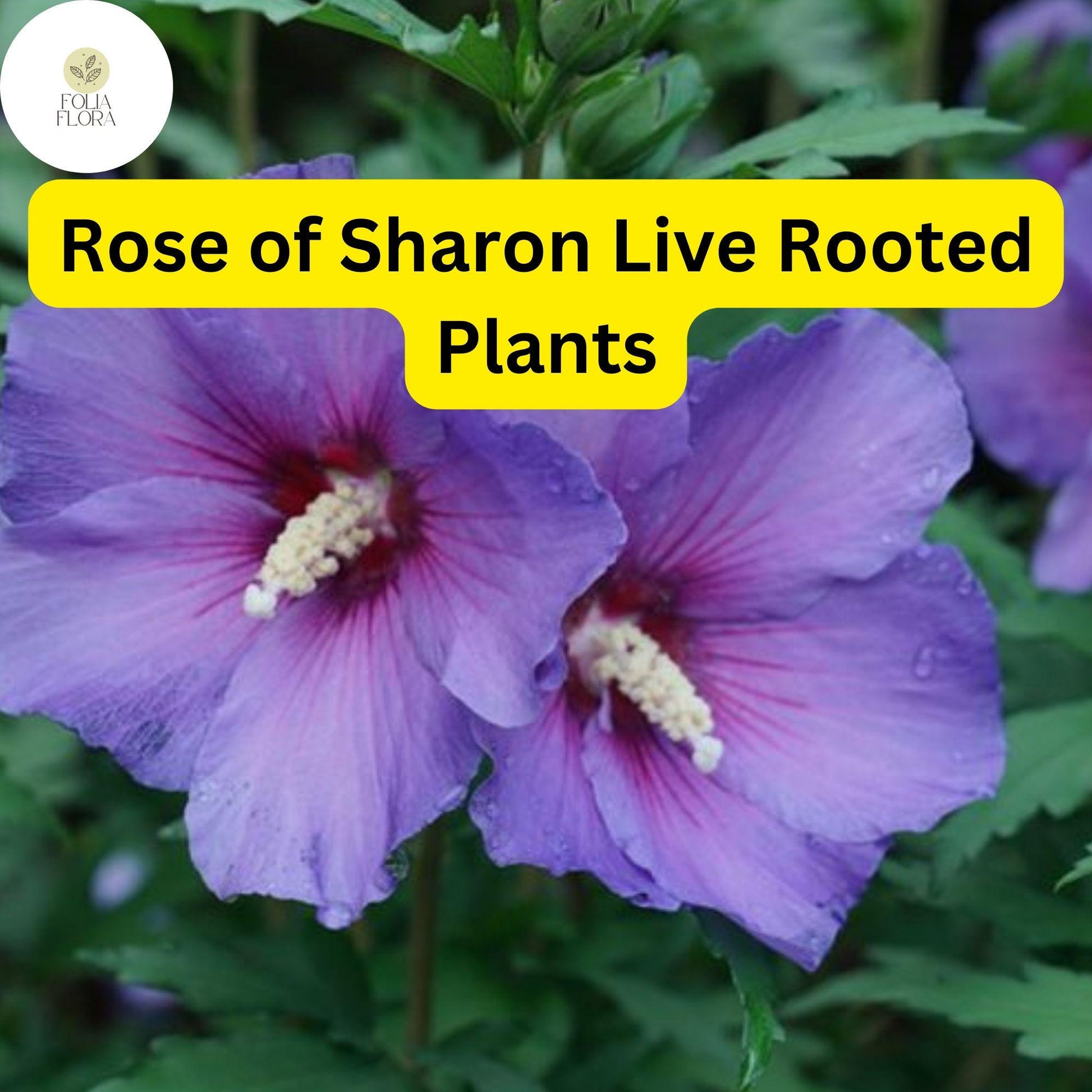 Organic Live Rose of Sharon Hibiscus Plants - 2 Pack - Hardy Flowering Bush in Pink, White, Purple - Hibiscus syriacus