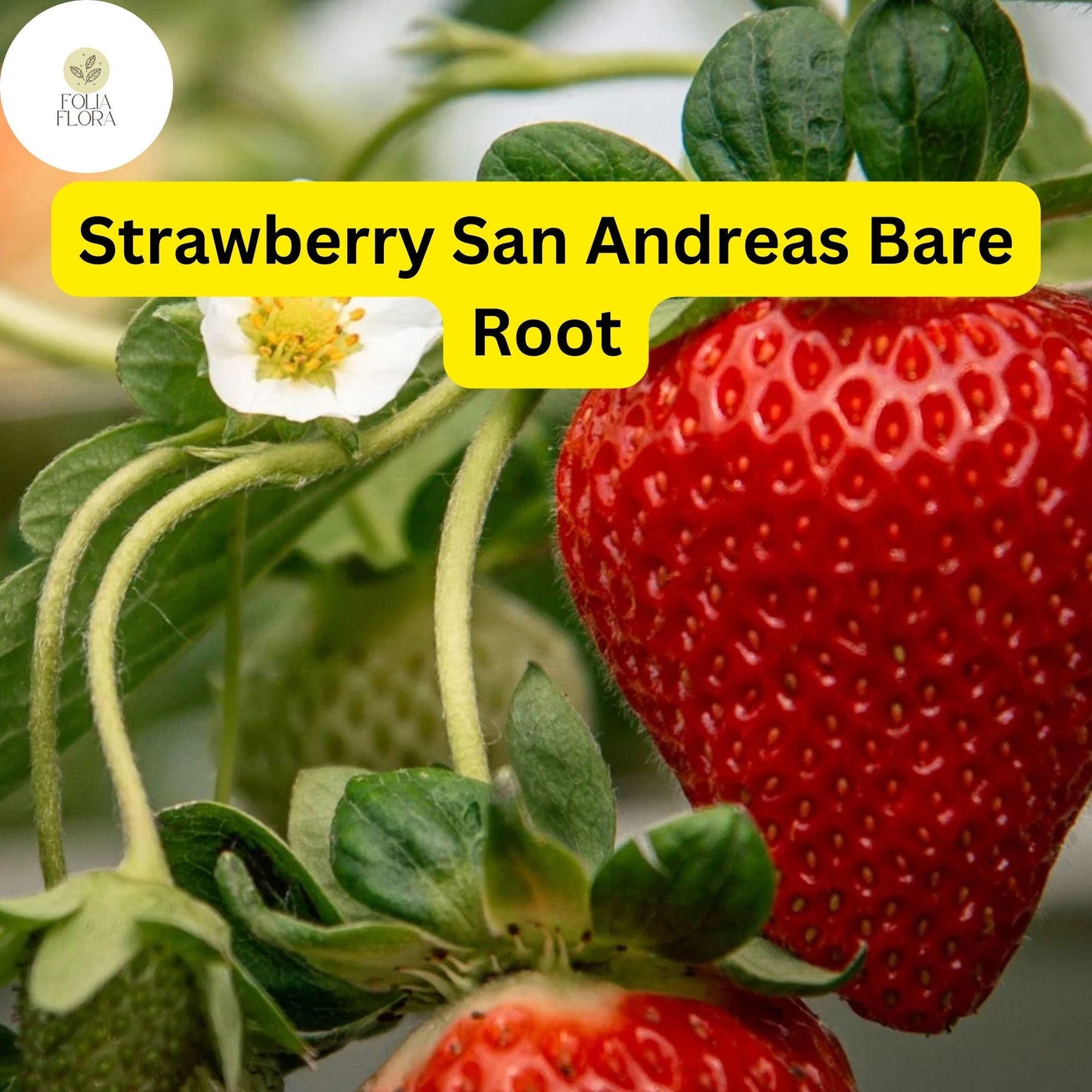 Everbearing Strawberry Plants 10-Pack San Andreas Fragaria x ananassa Bare Root, Disease-Resistant, High Yield, Zones 4-9