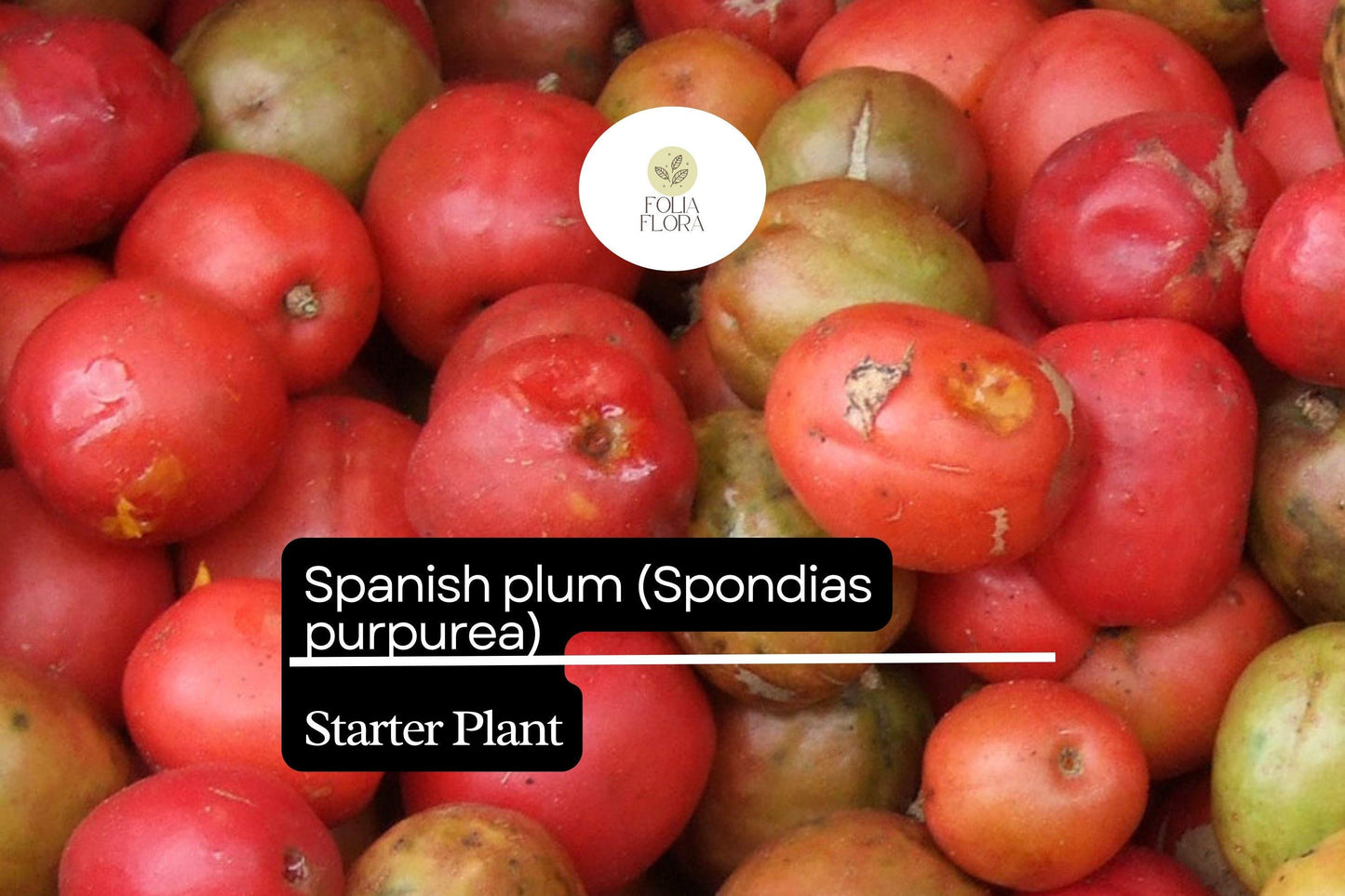 Spanish Plum Tree Starter Plant 3-4' Spondias purpurea Live Tropical Fruit Tree Drought-Tolerant for Home Garden