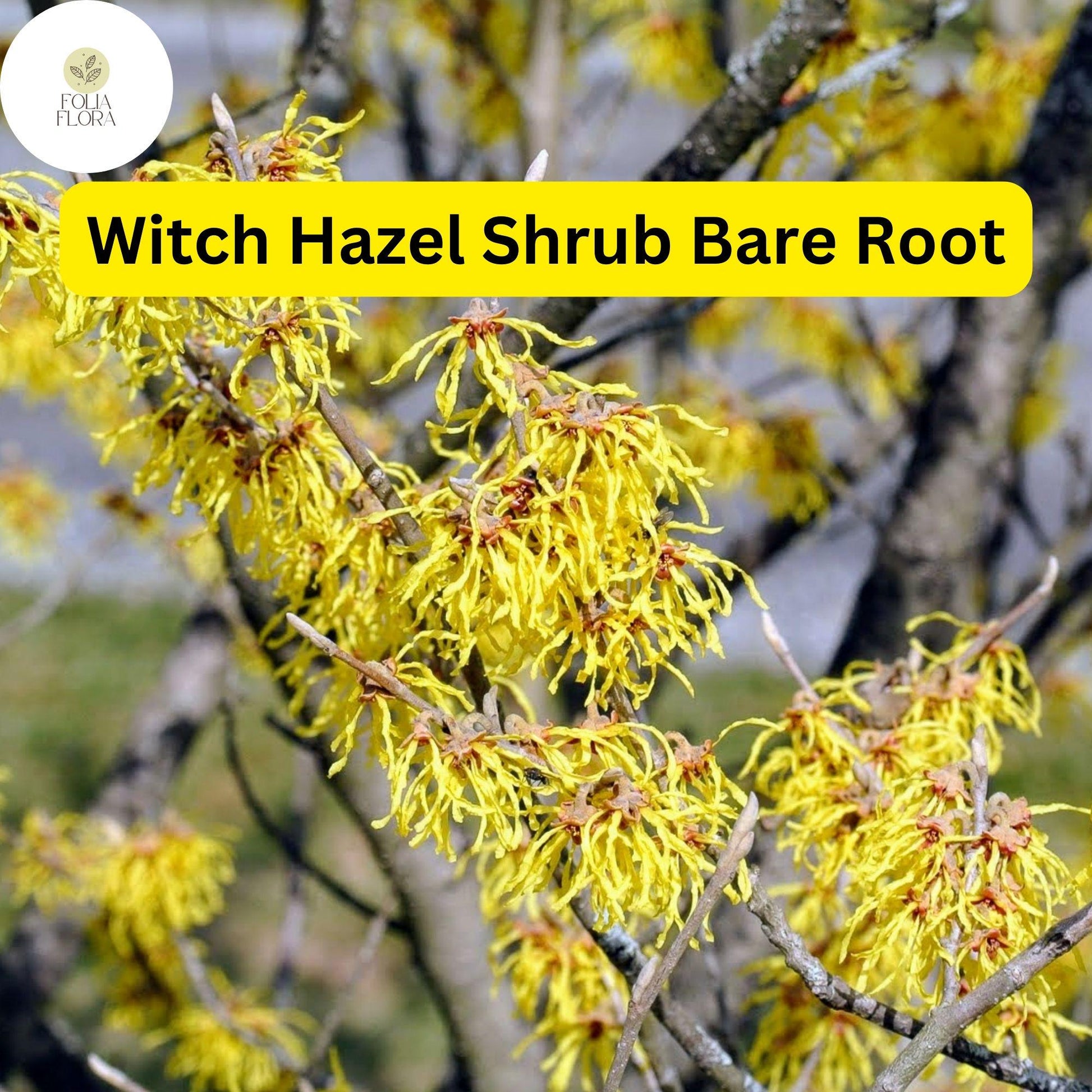 Fragrant Witch Hazel Shrub 6"-12" Yellow Ribbon Blooms Hamamelis virginiana Live Bare Root Plant USDA Zones 3-8