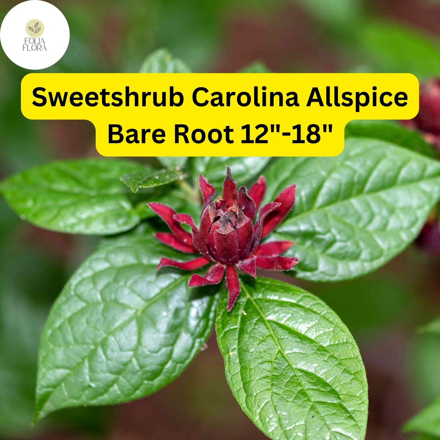 Sweetshrub Live Bare Root Plant 12-18" Dark Maroon Flowers Calycanthus floridus Carolina Allspice USDA Zones 4-9