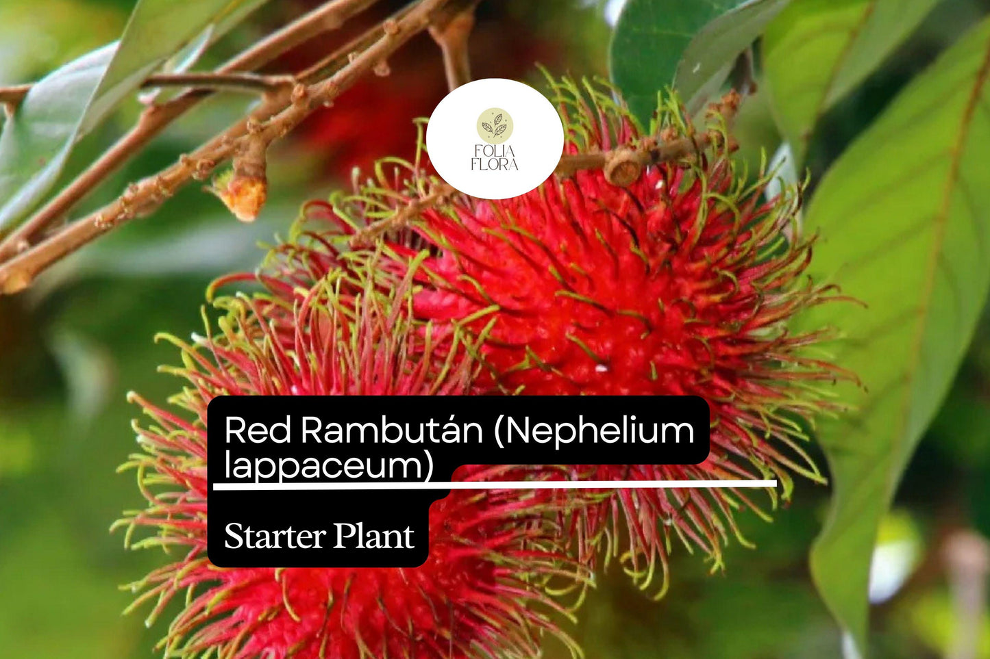 Red Rambutan Starter Plant 12"-24" Nephelium lappaceum - Exotic Tropical Fruit Tree for Gardens and Edible Landscaping