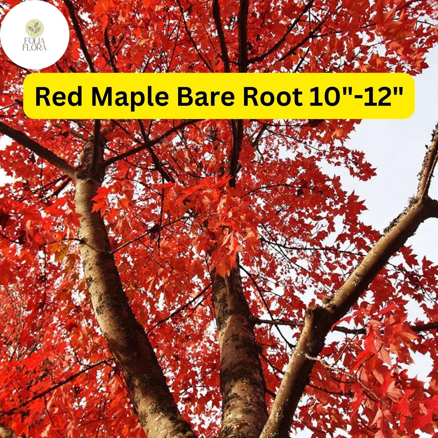 Red Maple Tree 2-Pack Live Bare Root Plants 10"-12" Acer rubrum - Fast-Growing Deciduous Shade Tree for Landscaping