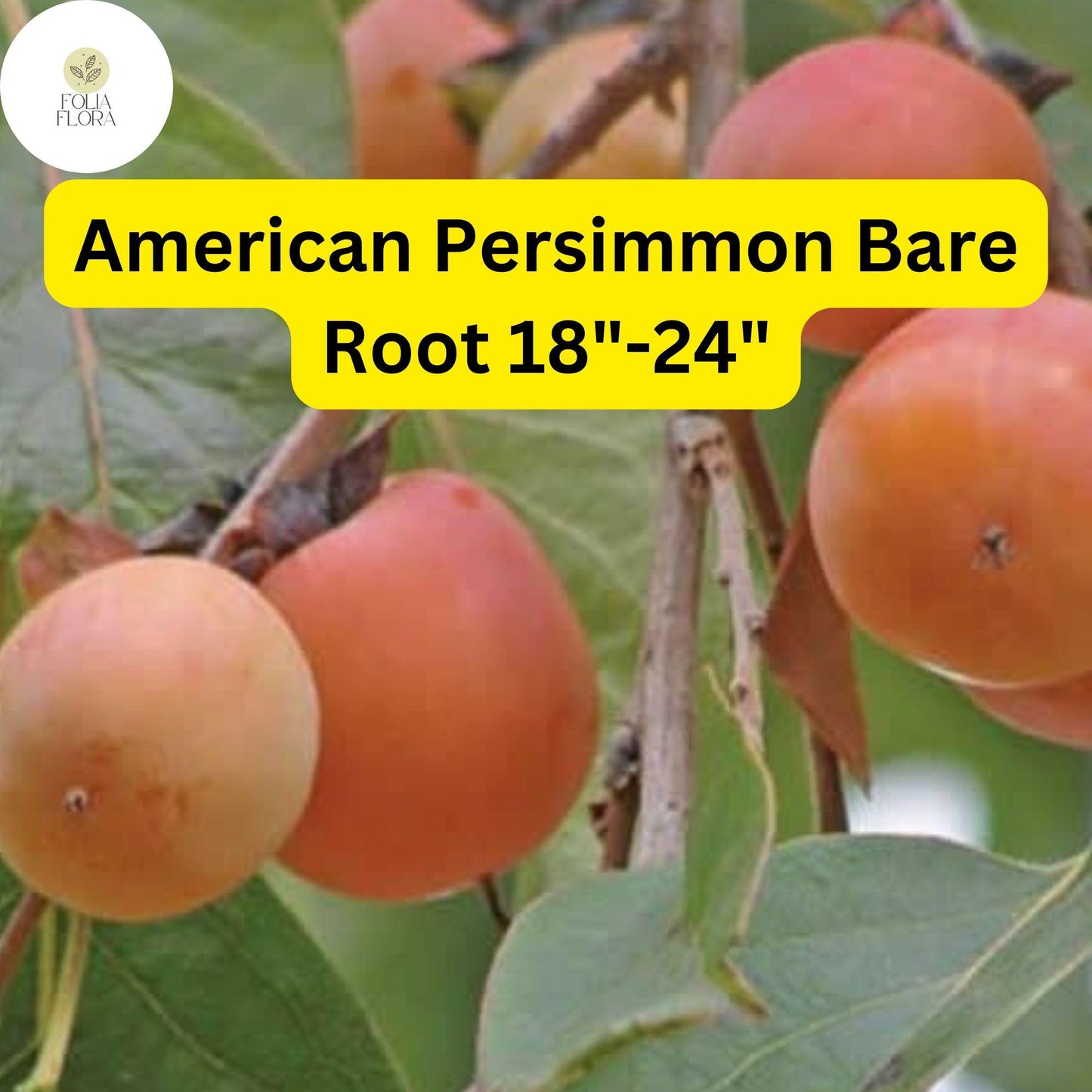 American Persimmon Tree - Live Bare Root Plant, Edible Fruit, Diospyros virginiana, Wildlife-Friendly, Hardy, Ornamental Foliage