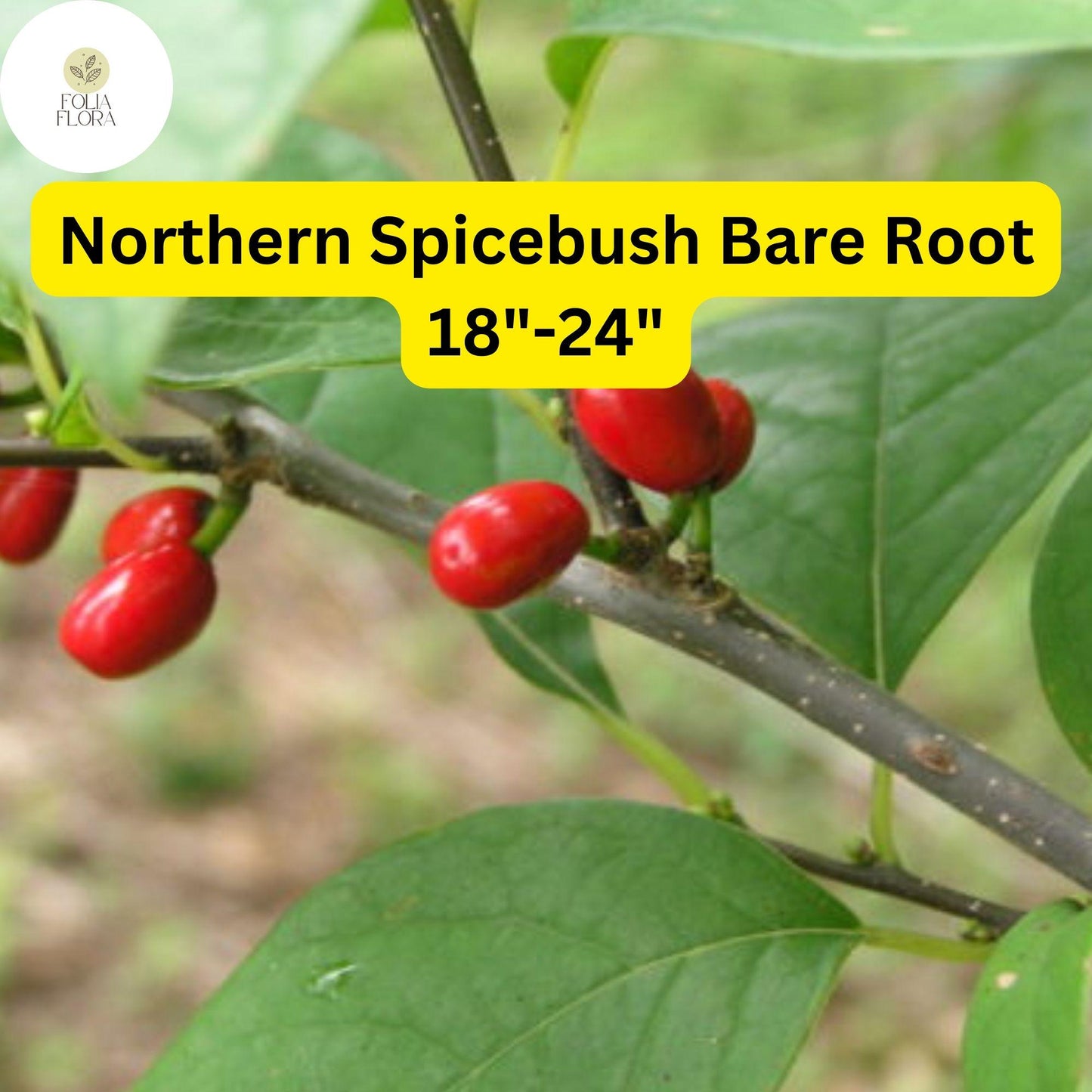 Northern Spicebush Live Bare Root Shrub, Aromatic Yellow Flowers, Wildlife-Friendly Berries, Lindera benzoin, Zones 4-9