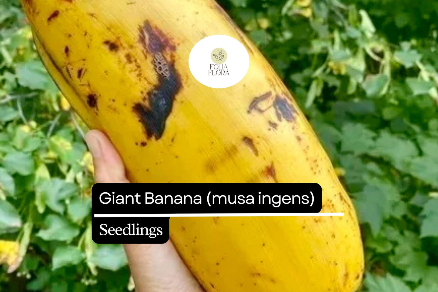 Giant Banana Seedling - Musa ingens - Rare Tropical Fruit Plant - Edible, Fast-Growing with Enormous Leaves - Exotic Greenery