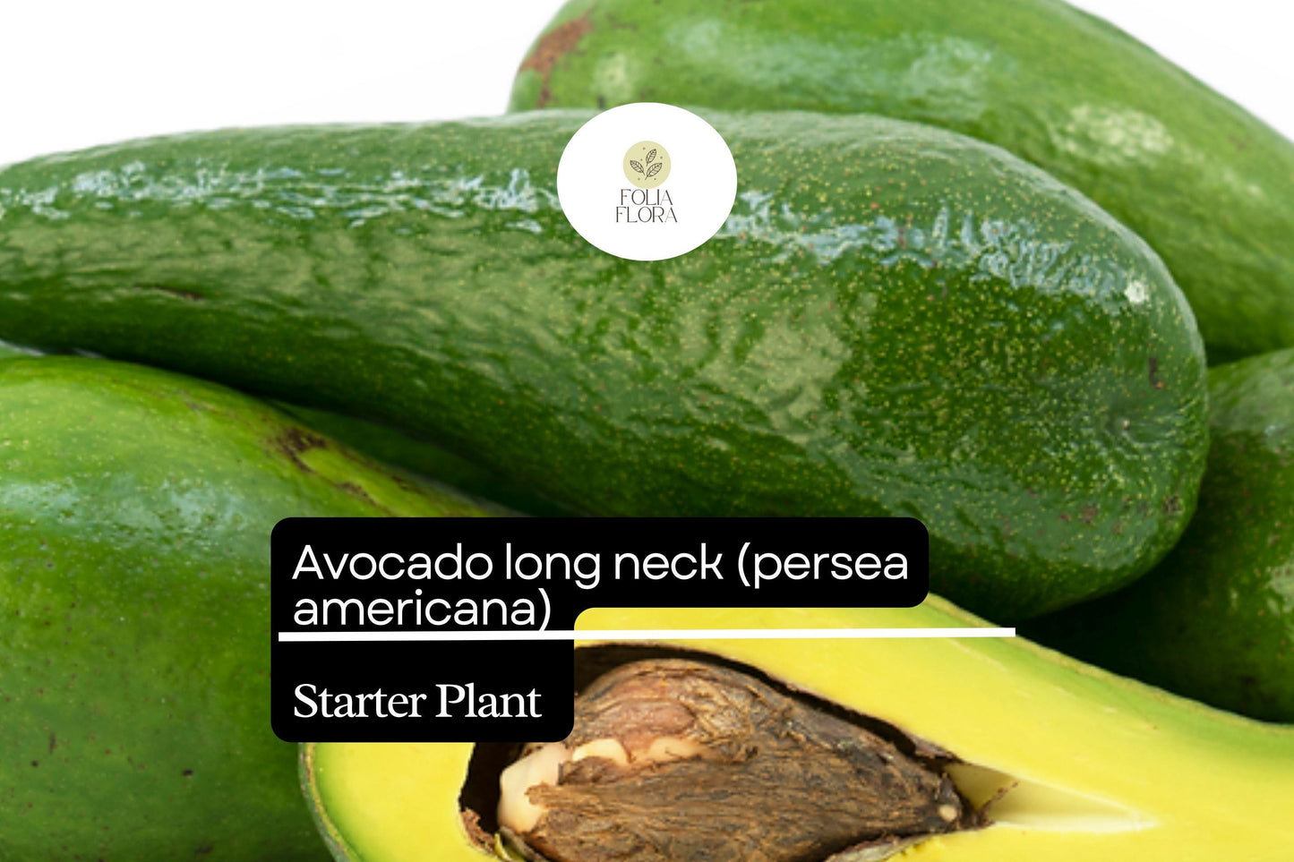 Live Avocado Starter Plant 2-3' Long Neck Variety (Persea americana) - Tropical Fruit Tree for Home Orchard or Garden