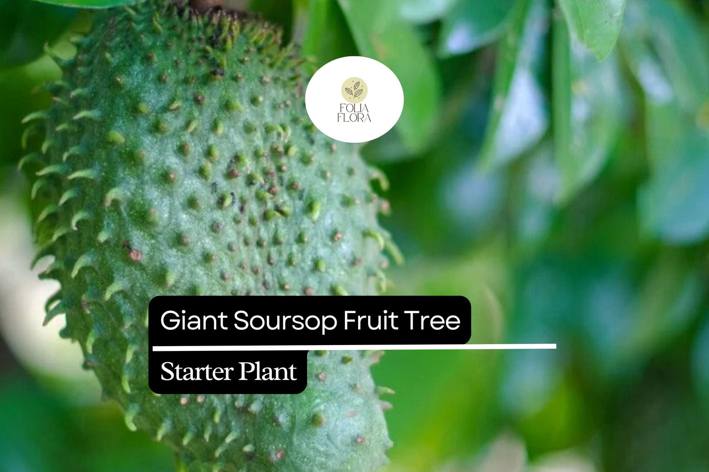 Giant Soursop Fruit Tree Starter Plant – 3-4 ft Annona muricata – Edible Tropical Tree with Lush Green Foliage