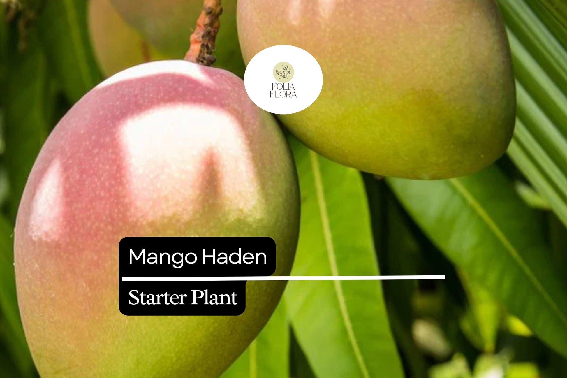 Mango Haden Starter Plant 12-24" Live Tropical Fruit Tree (Mangifera) - Sweet Juicy Mangoes, Green Foliage, Edible Fruit