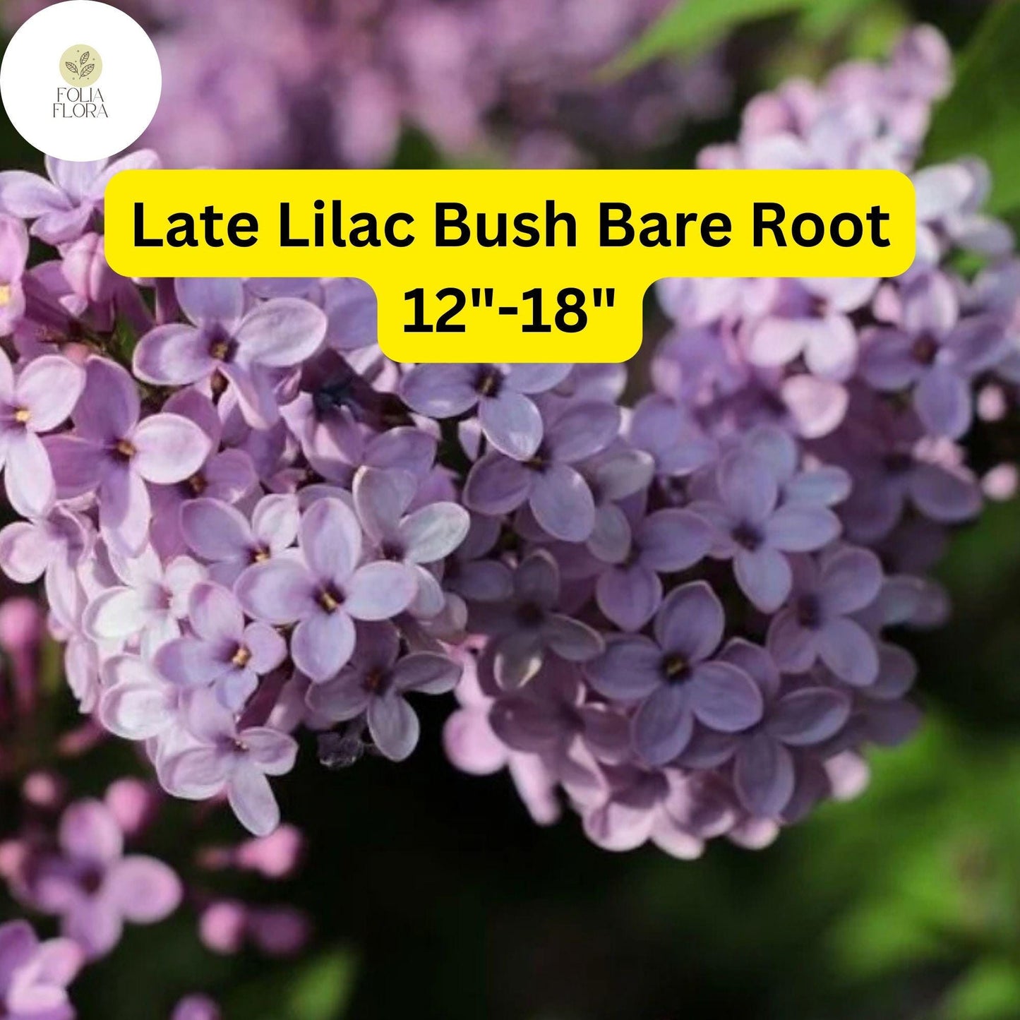 Fragrant Late Lilac Bush - Live Bare Root Plant 12"-18" - Pinkish-Lavender Blooms, Syringa villosa, Zones 3-7, Pollinator-Friendly