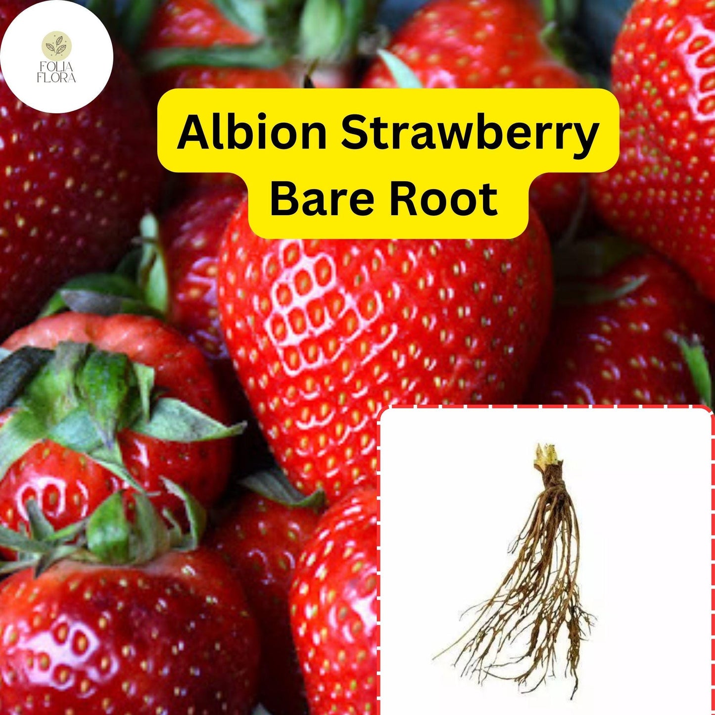 25 Bare Root Albion Strawberry Plants | Day Neutral | Fragaria x ananassa | Sweet, Large Berries for Continuous Harvest