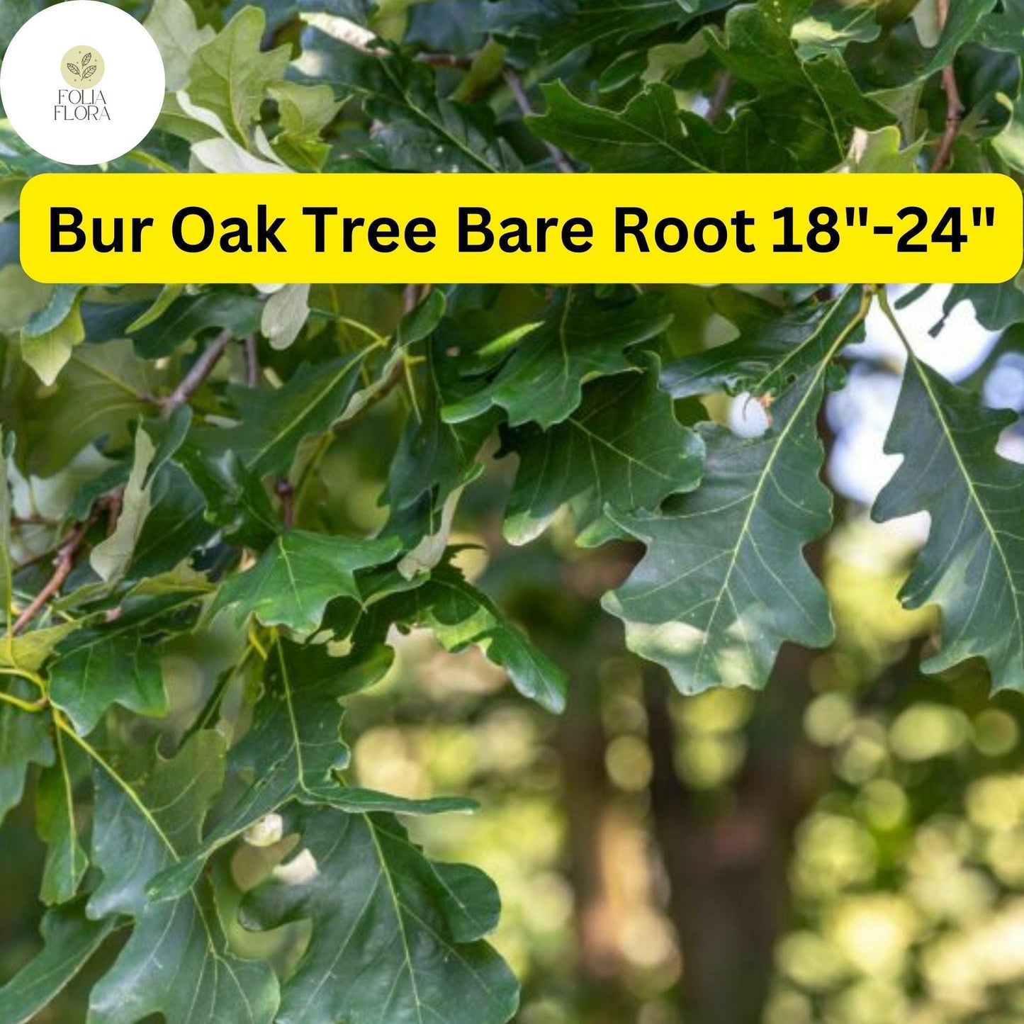 Live Bur Oak Tree - 18-24" Bare Root - Hardy Shade Tree, Wildlife-Friendly, Quercus macrocarpa - Zones 3-8, Drought-Tolerant