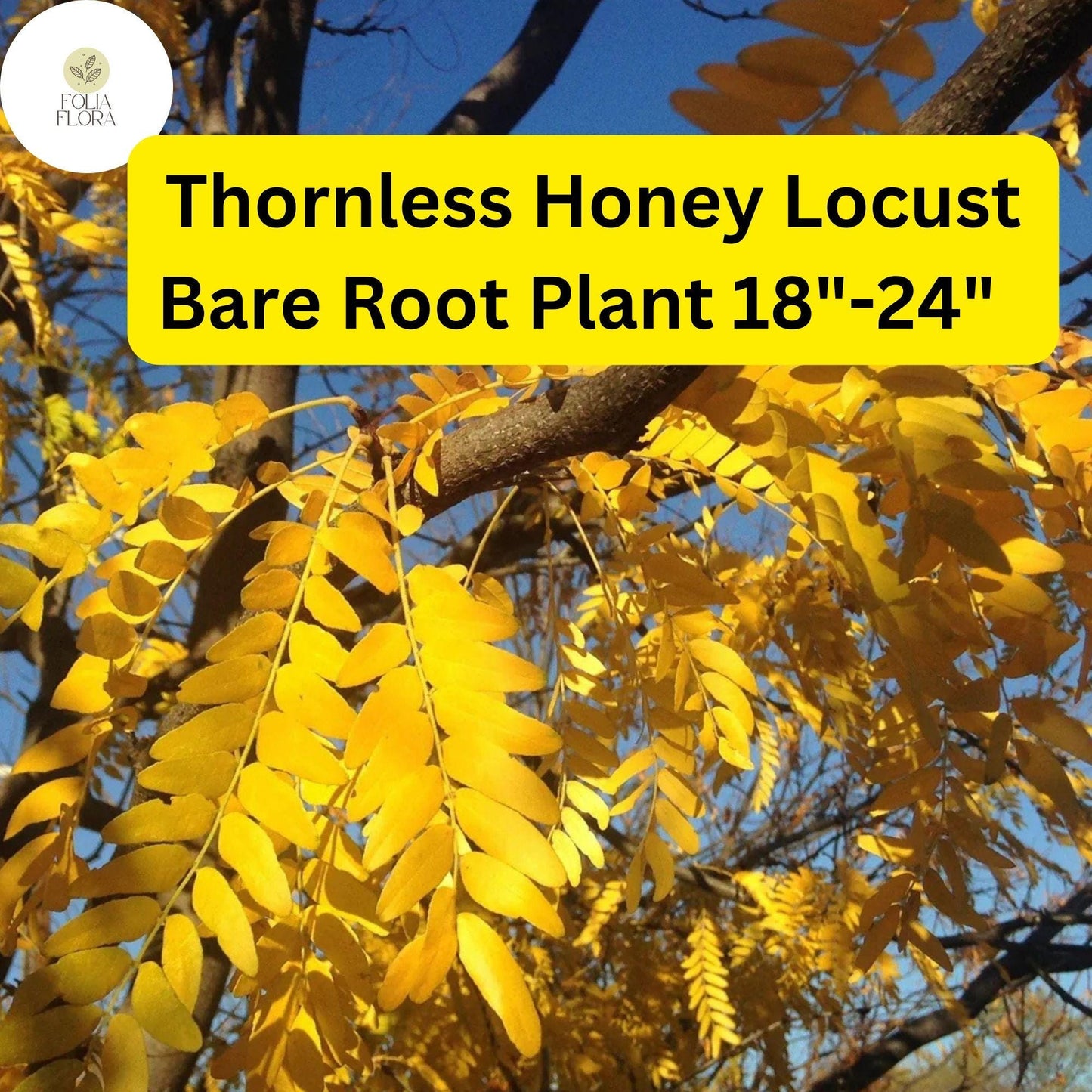 Thornless Honey Locust Tree Bare Root Plant 18-24" Gleditsia triacanthos inermis Fast-Growing Ornamental Shade Tree