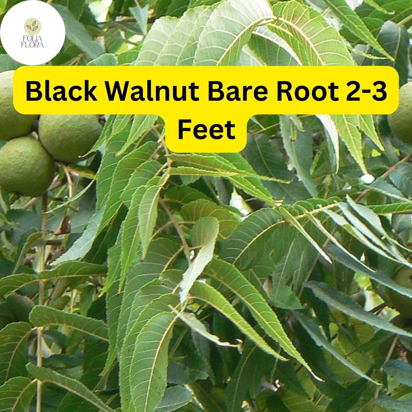 Black Walnut Tree Live Bare Root Plant 2-3 ft Juglans nigra Edible Nuts Shade Tree Zones 4-9 Drought-Tolerant Soil Stabilization