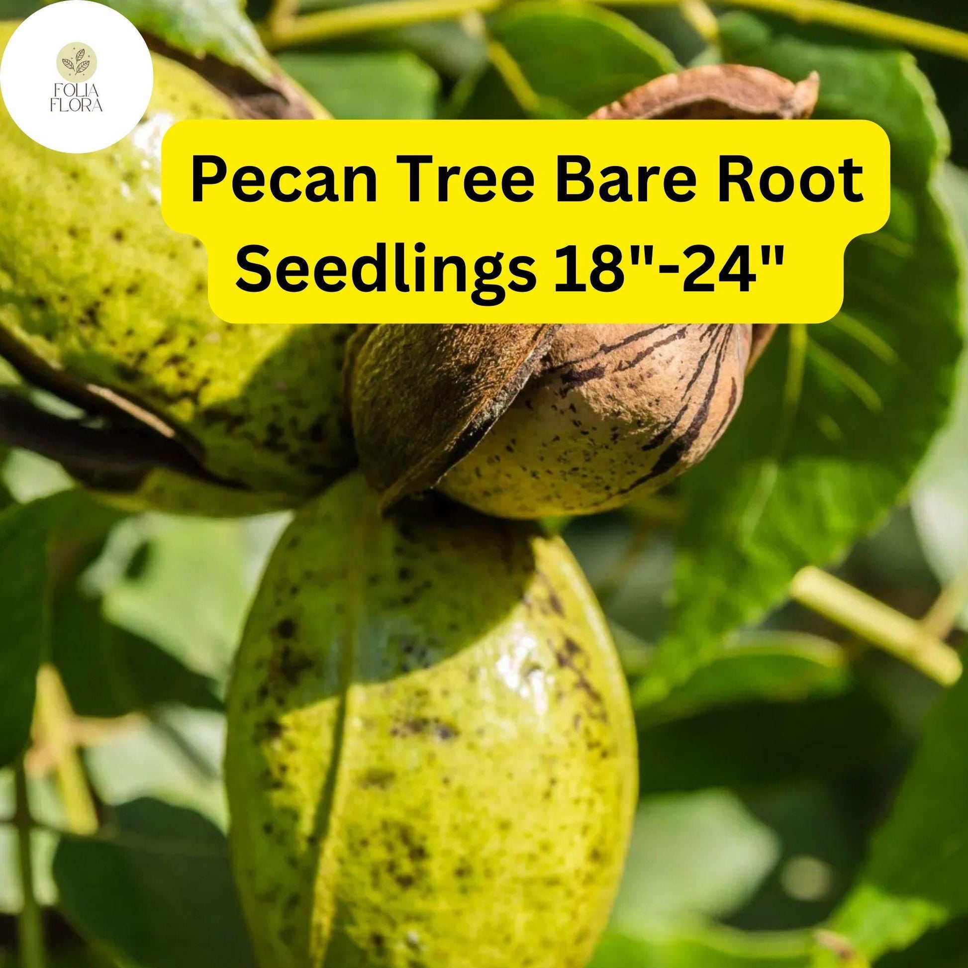2 Live Bare-Root Hardy Pecan Tree Seedlings 18-24" Carya illinoinensis - Nut-Producing Drought-Tolerant Shade Trees