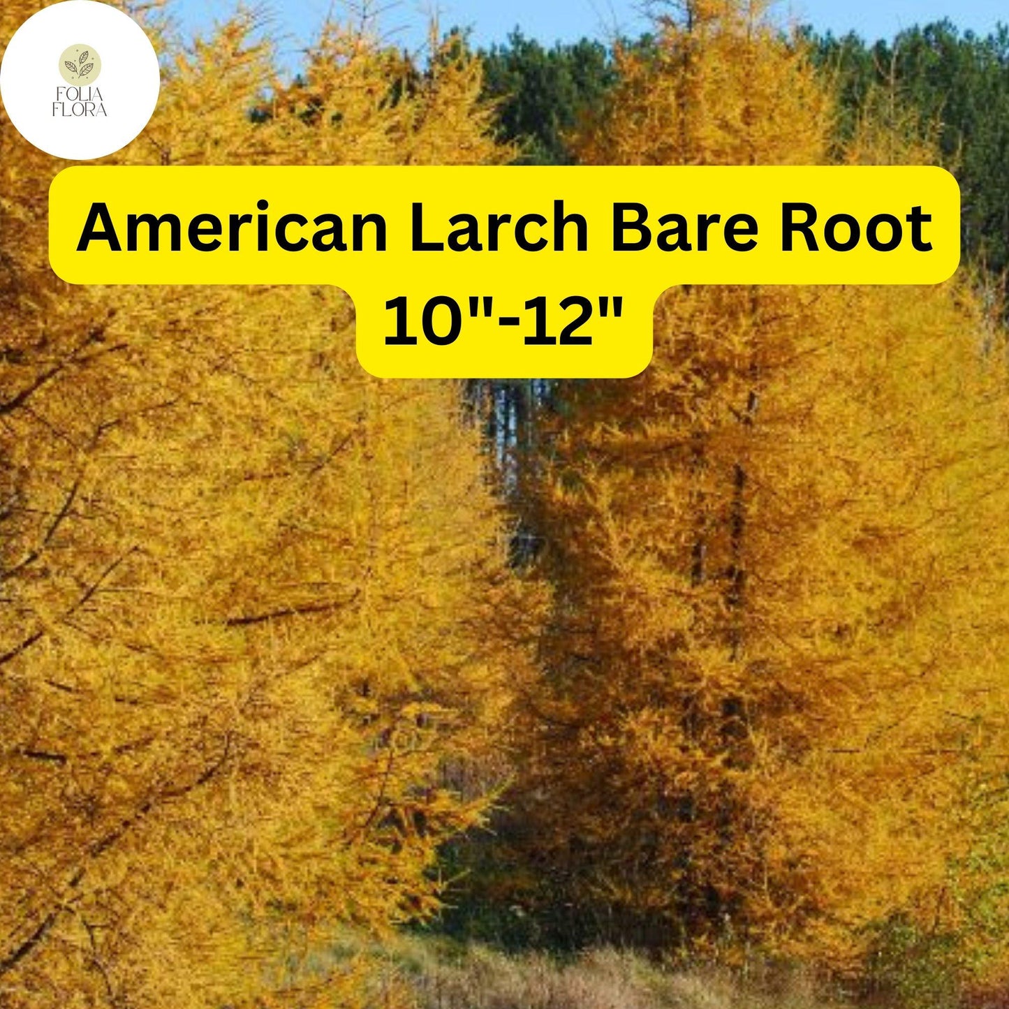American Larch Tree, Bare Root, Hardy Deciduous Conifer, Larix laricina, Fast-Growing, Golden Fall Foliage, Wetland-Friendly