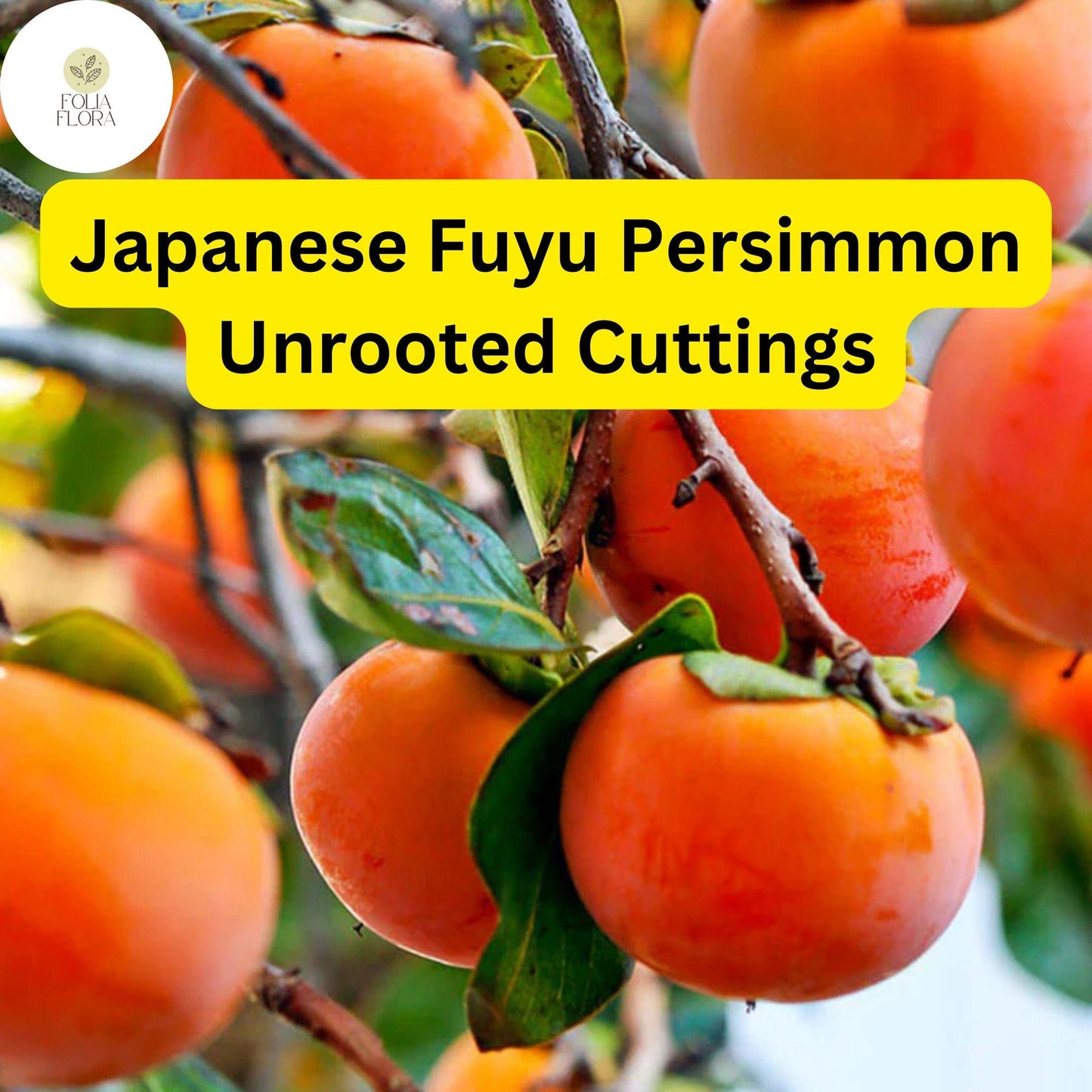 4 Unrooted Cuttings Japanese Fuyu Persimmon Diospyros kaki, Sweet Non-Astringent Fruit, Easy to Grow, Ideal for Home Gardens