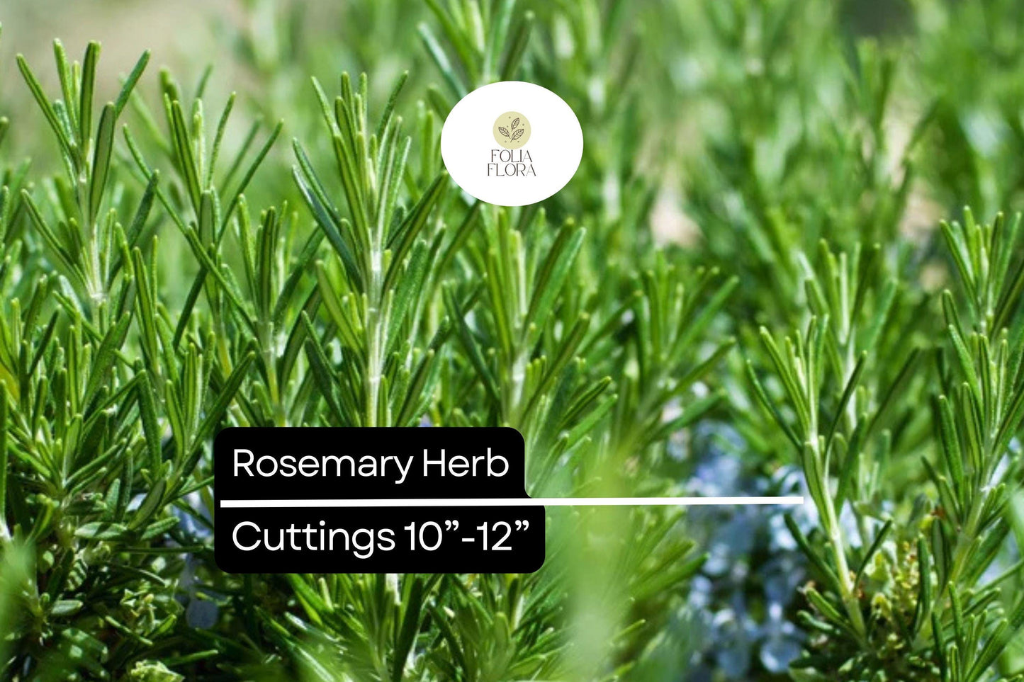 Organic Rosemary Herb Cuttings 10-12" | Aromatic Culinary Plant | Rosmarinus officinalis | Evergreen Indoor/Outdoor Gardening