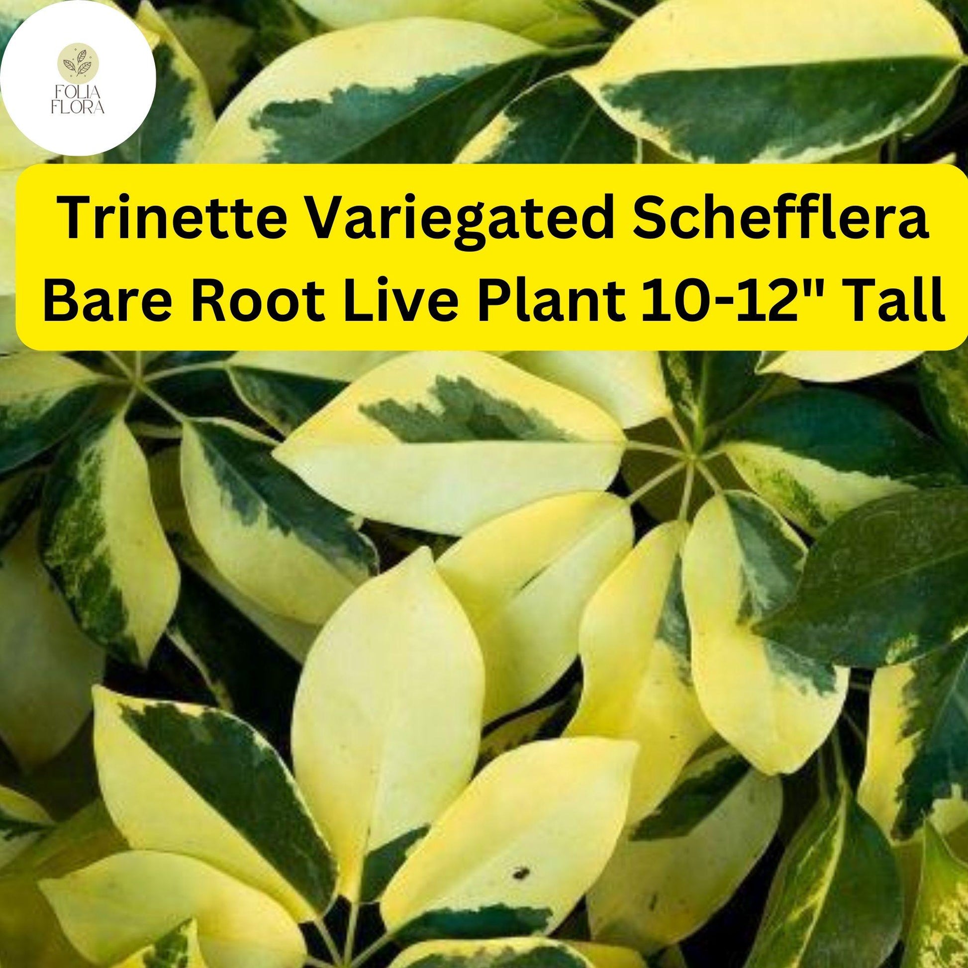 Trinette Variegated Schefflera Plant - 10-12" Umbrella Tree - Schefflera arboricola 'Trinette' - Easy-Care, Air-Purifying Foliage