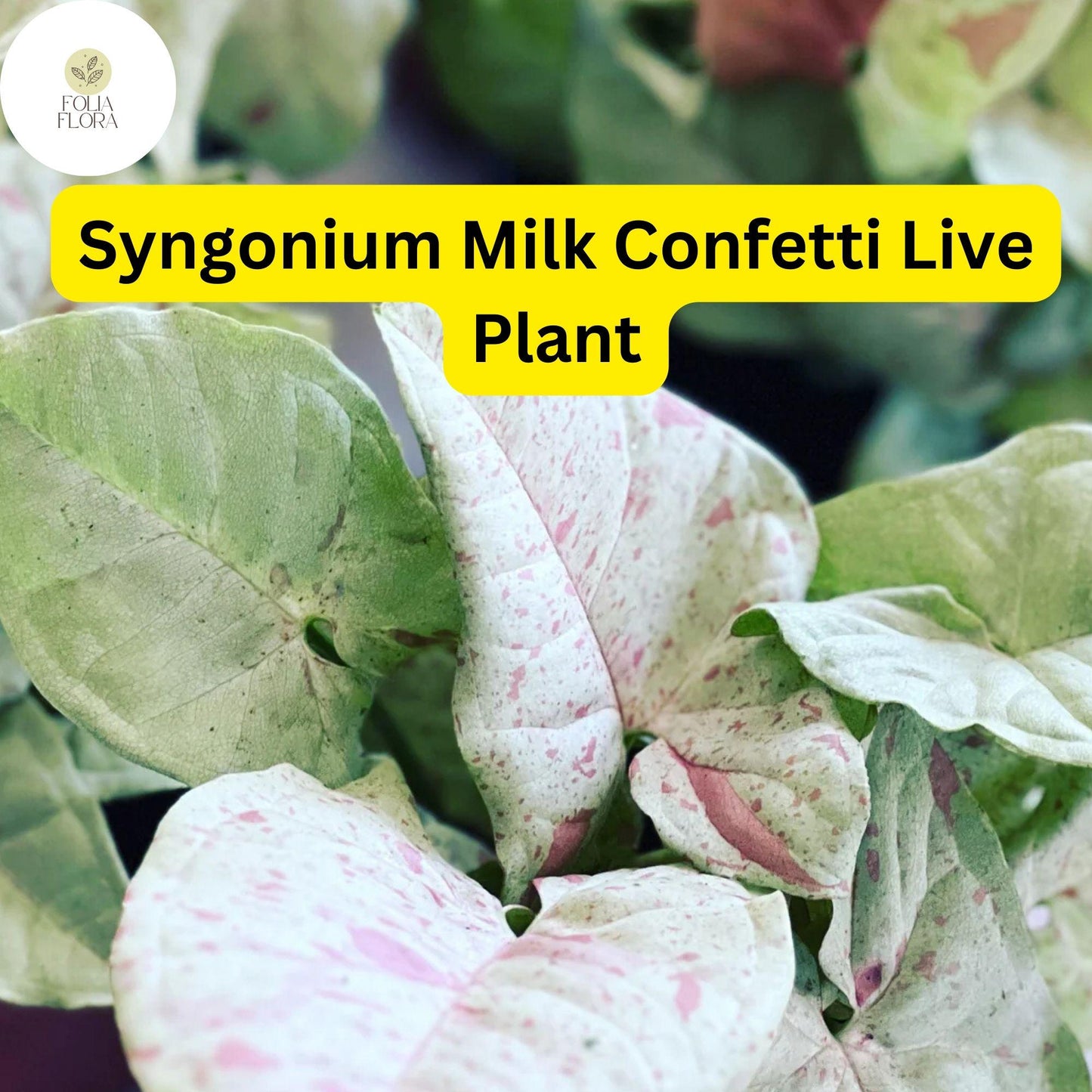 Syngonium podophyllum 'Milk Confetti' - 4" Live Arrowhead Plant - Creamy White Leaves with Pink & Green Speckles - Air-Purifying Houseplant