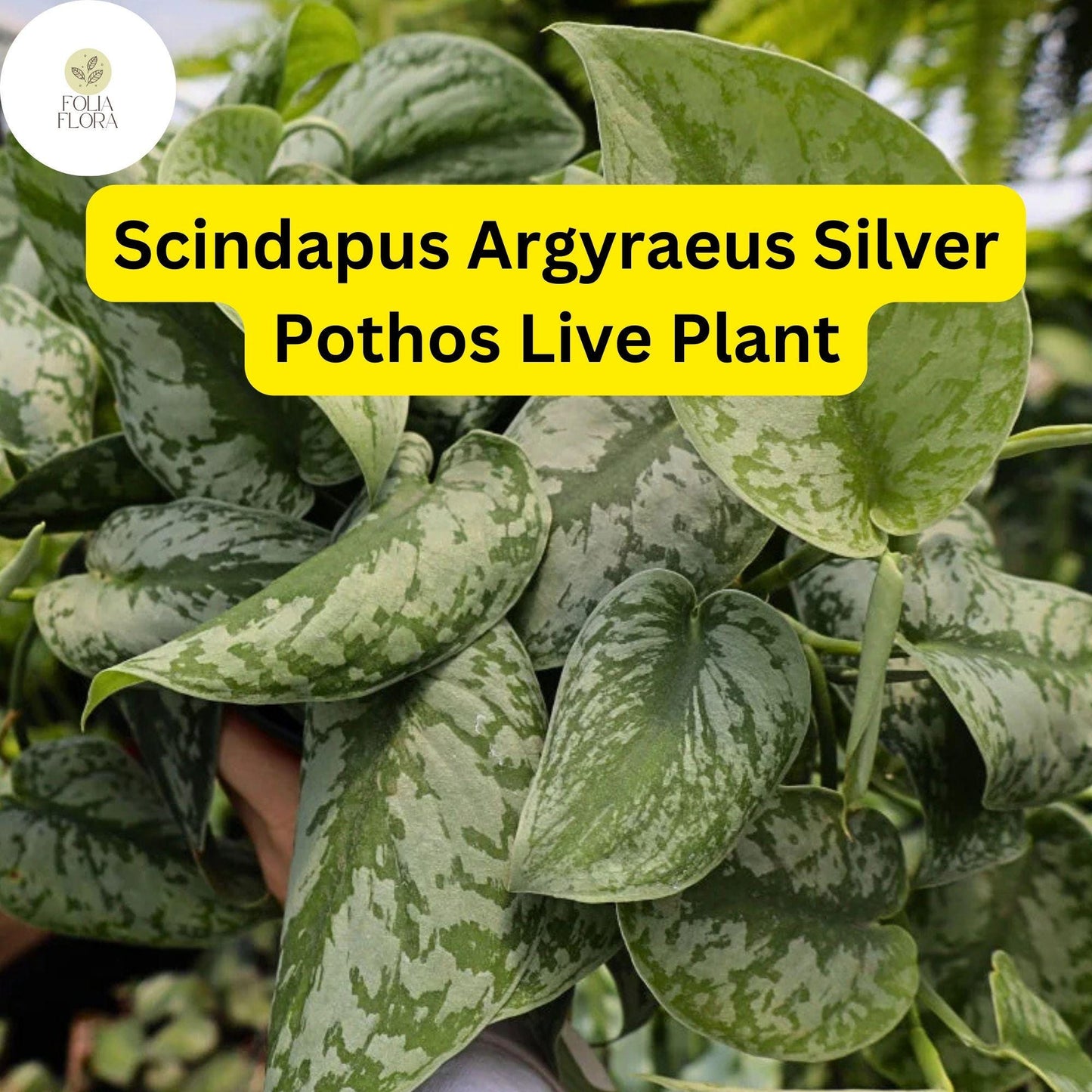 Silver Pothos Live Plant in 4" Pot - Scindapsus Argyraeus, Easy-Care Indoor Houseplant with Green & Silver Variegated Leaves