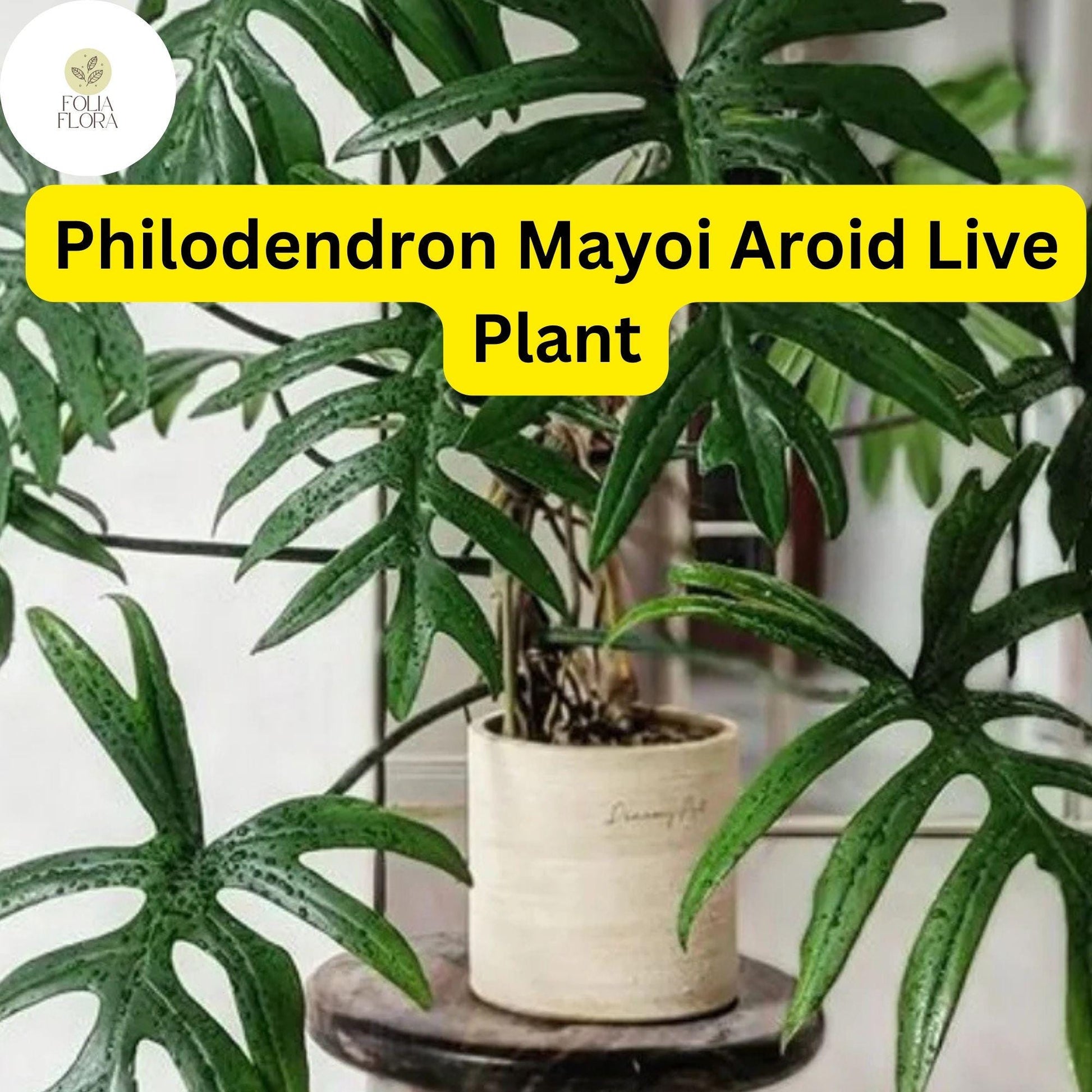 Philodendron Mayoi Live Plant in 4" Pot - Easy-Care Tropical Aroid with Deep Green Lobed Leaves - Philodendron Mayoi