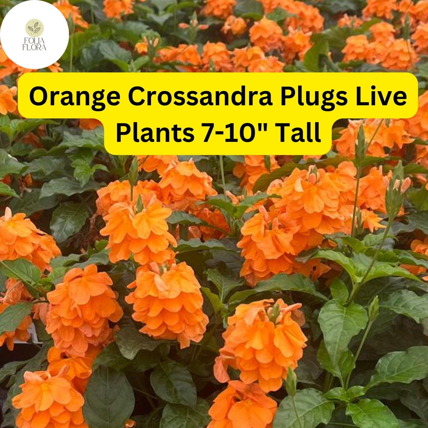 Orange Crossandra Plug - Vibrant Orange Firecracker Flower - Crossandra infundibuliformis - Tropical Blooms for Indoor & Patio