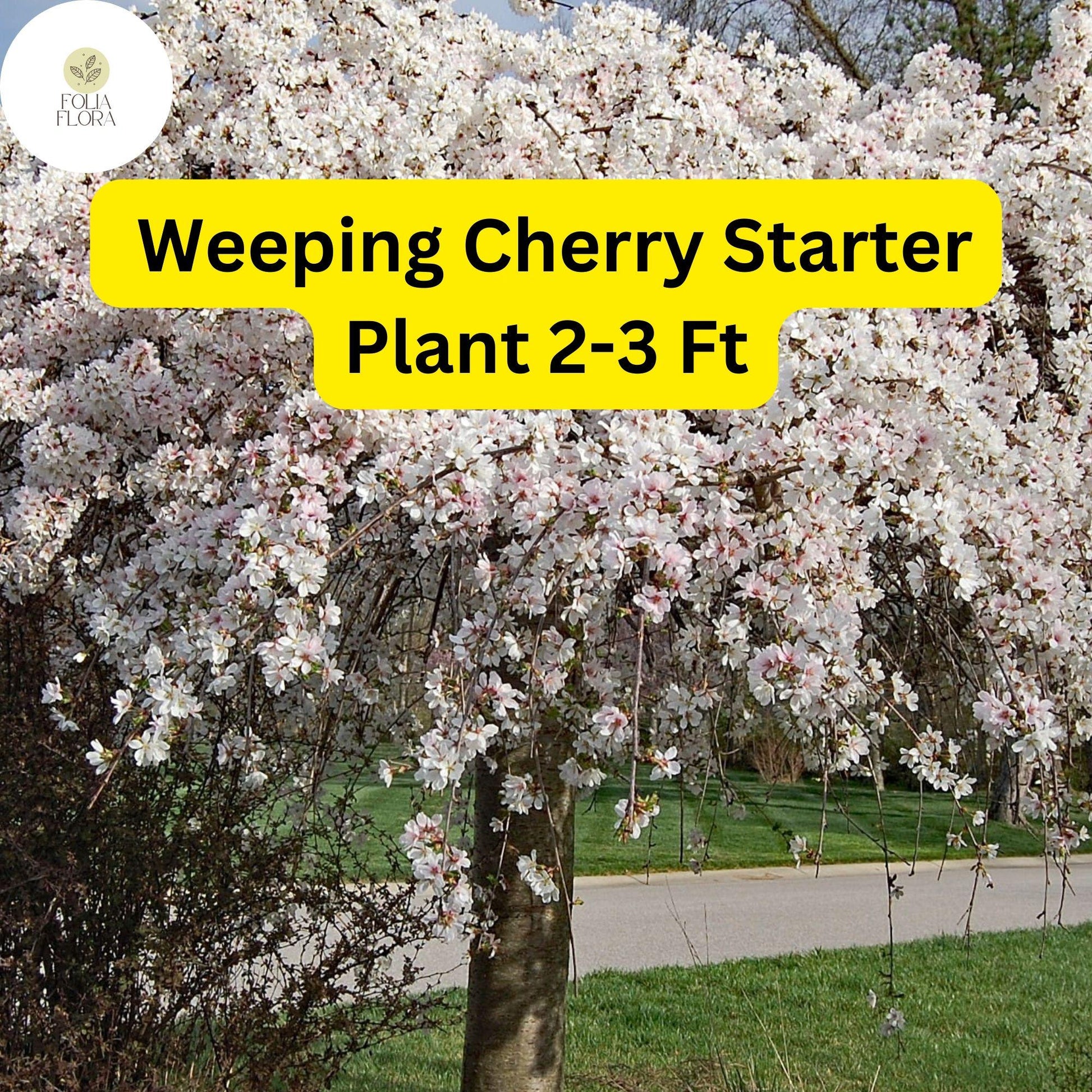 Live Weeping Cherry Tree, 2-3 Ft, Prunus pendula, Elegant Cascading Blooms, Ideal for Landscaping and Gardens