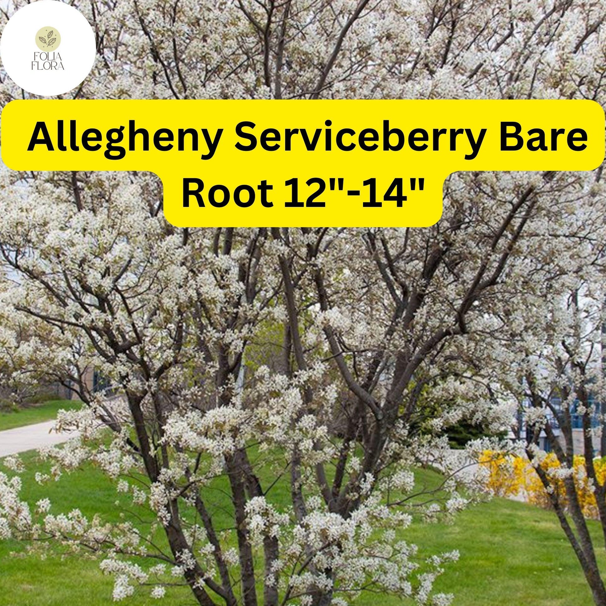 Allegheny Serviceberry Tree - Live Bare Root Plant 12"-14" (Amelanchier laevis) - Edible Berries, White Flowers, Fall Foliage
