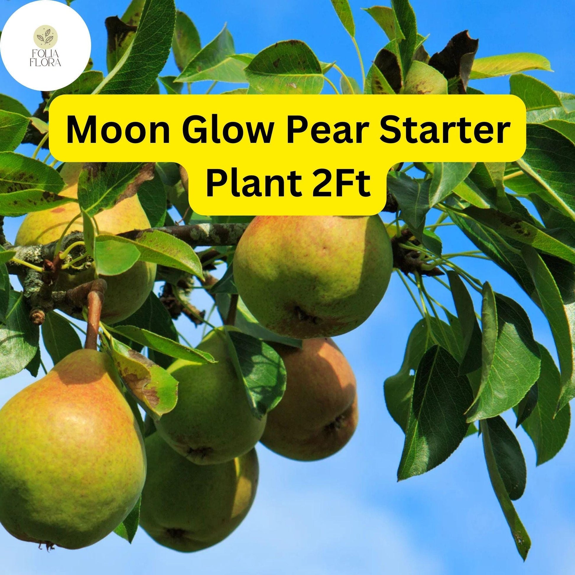 Moon Glow Pear Tree - 2ft Live Fruit Tree, Edible Pears (Pyrus communis), White Blossoms, Ideal for Home Orchards