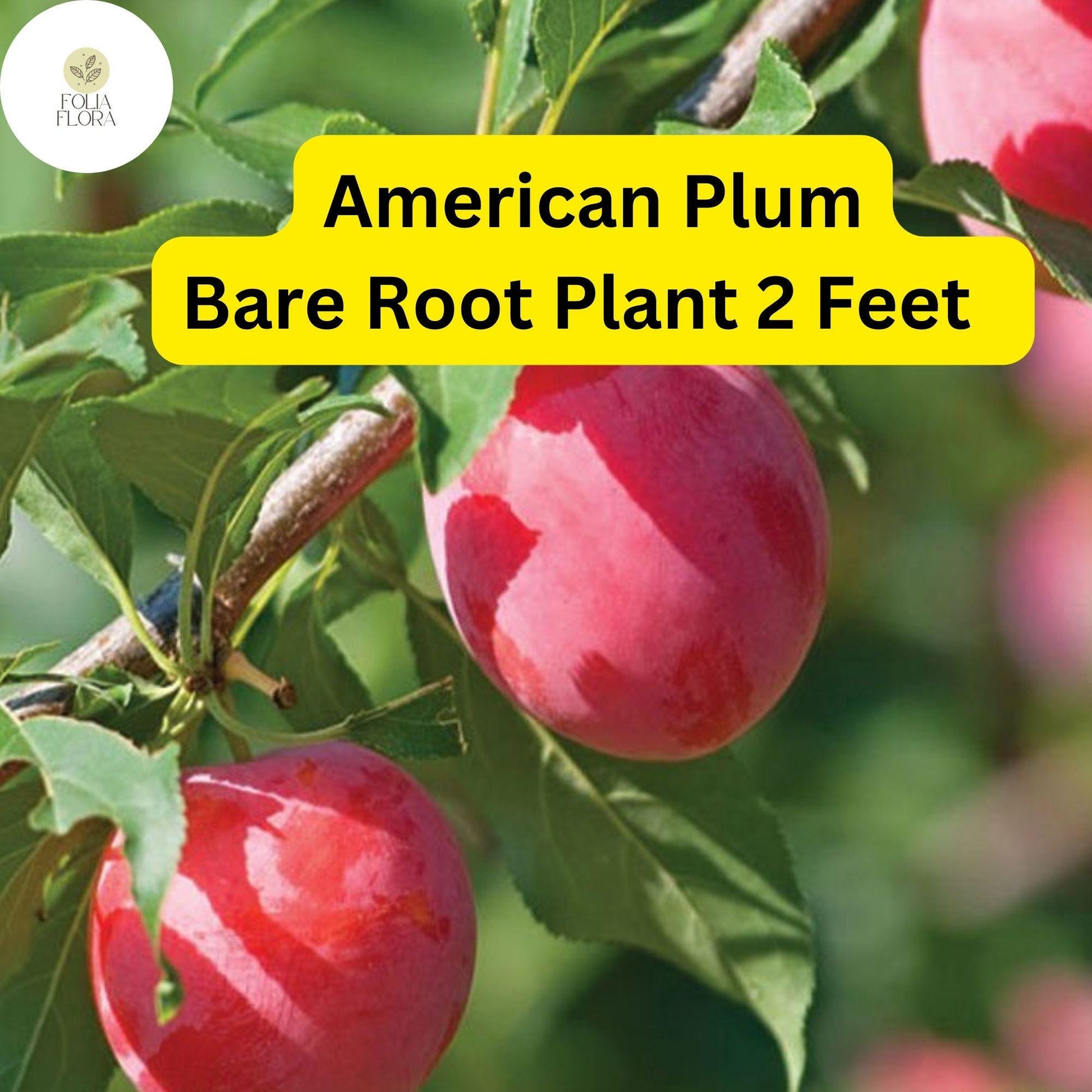 American Plum Tree 2ft Live Fruit Tree - Prunus americana - Edible Sweet-Tart Plums, White Blossoms, Pollinator-Friendly