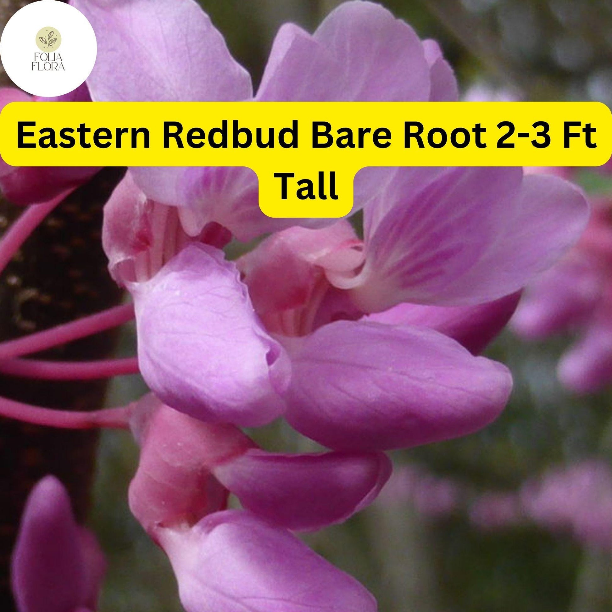 Eastern Redbud Tree, 2-3 Ft Live Bare Root Plant, Pink Blossoms, Cercis canadensis - Ideal for Ornamental Gardens & Landscaping