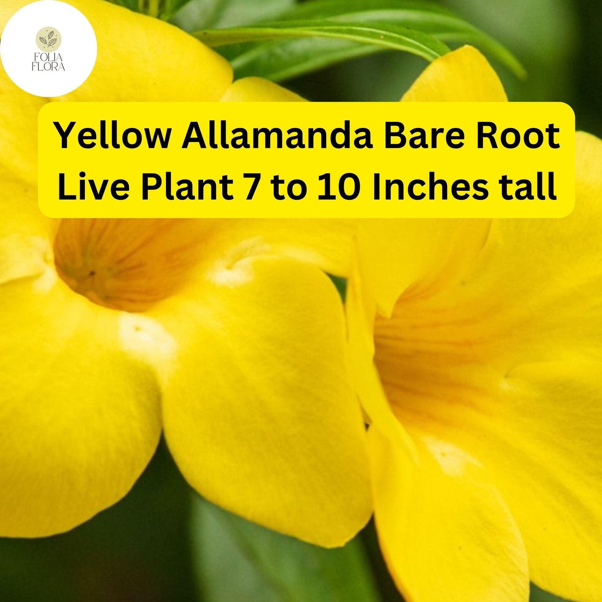 Yellow Allamanda Live Plant - 7-10" Bare Root Starter - Allamanda cathartica - Tropical Perennial Vine with Bright Yellow Flowers