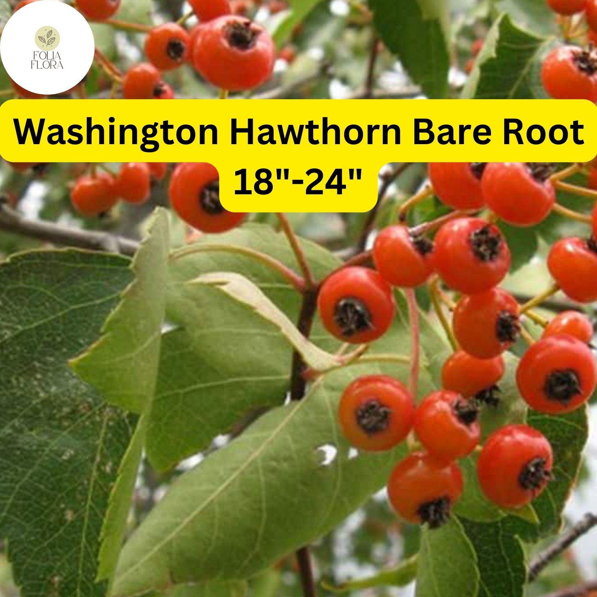 Washington Hawthorn Tree Live Bare Root Plant 18-24" Crataegus phaenopyrum - White Flowers, Red Berries, Thorny Privacy Hedge