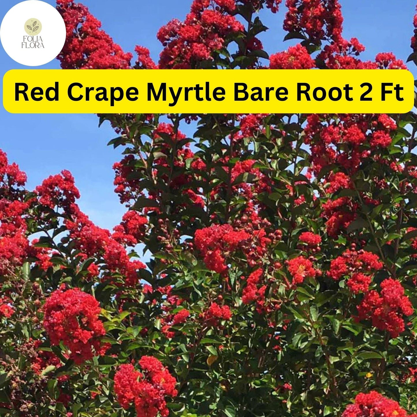 Live Bare Root Red Crape Myrtle Trees 2ft (Lagerstroemia indica) - Ornamental Flowering Plants for Gardens and Patios