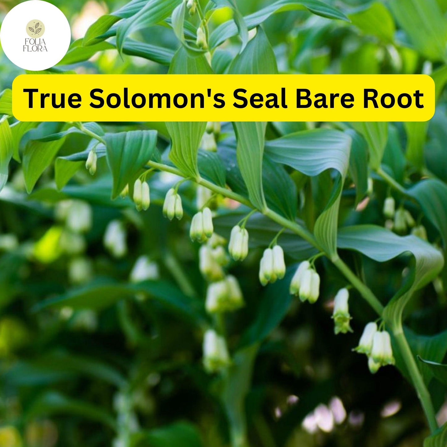 3 True Solomon's Seal Plants, Bare Root Perennials, Polygonatum biflorum, Shade-Loving Wildflowers for Woodland Gardens