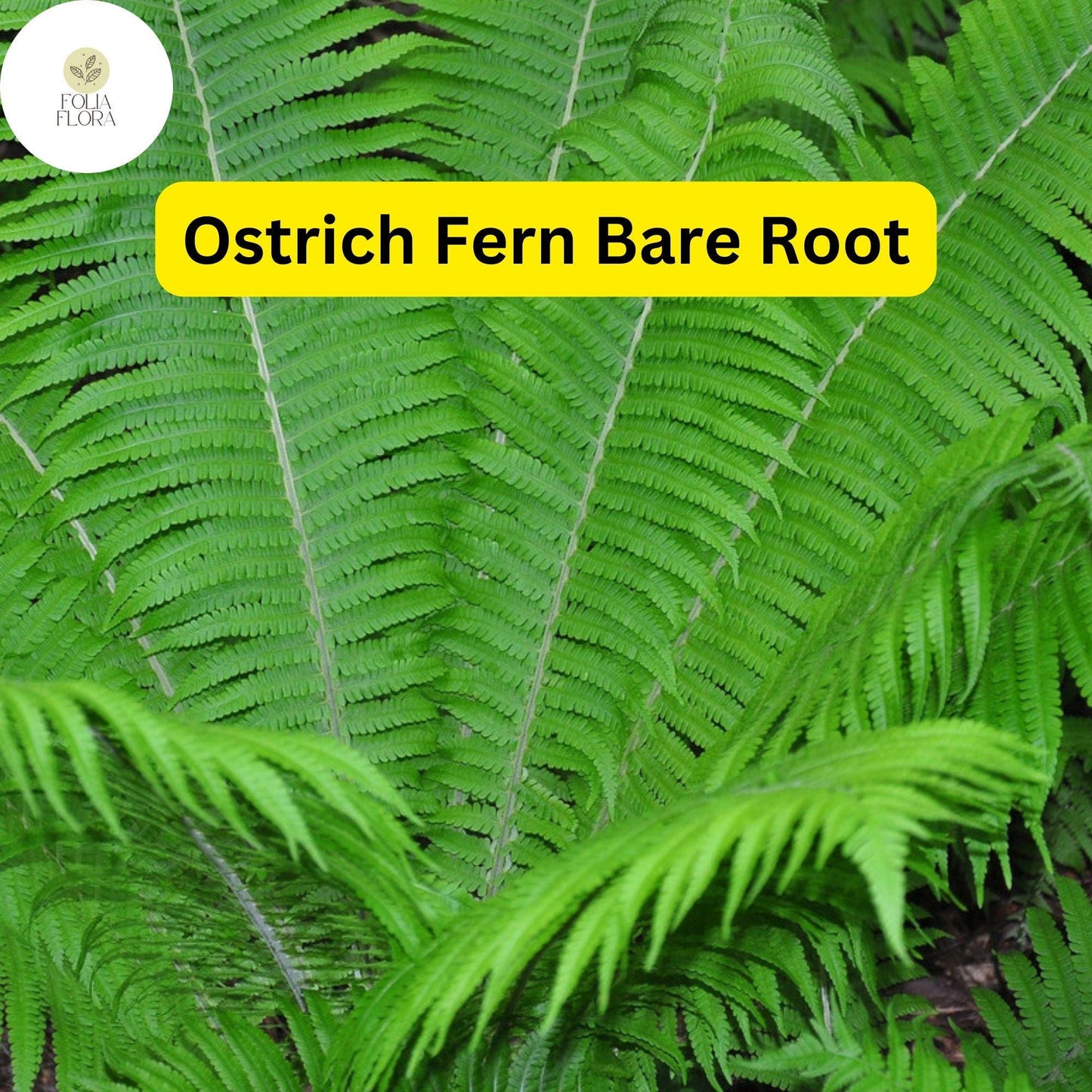 3 Bare Root Ostrich Ferns, Matteuccia struthiopteris, Shade Perennials for Woodland Gardens, Native Plant, Bright Green Foliage