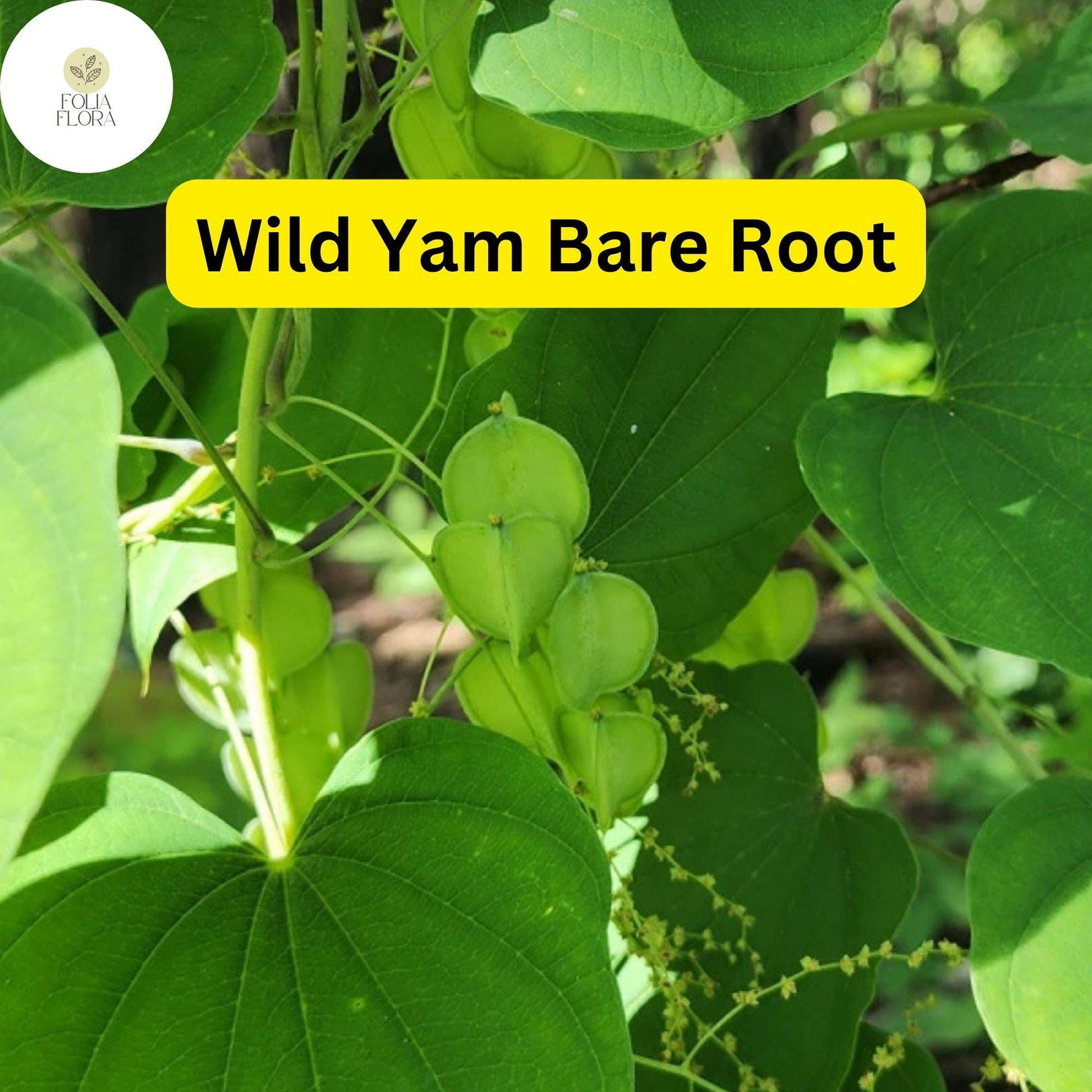 Wild Yam Plants - 3 Bare Root Perennials, Organic Vine Bulbs, Dioscorea villosa, Native Wildflower for Shade Gardens