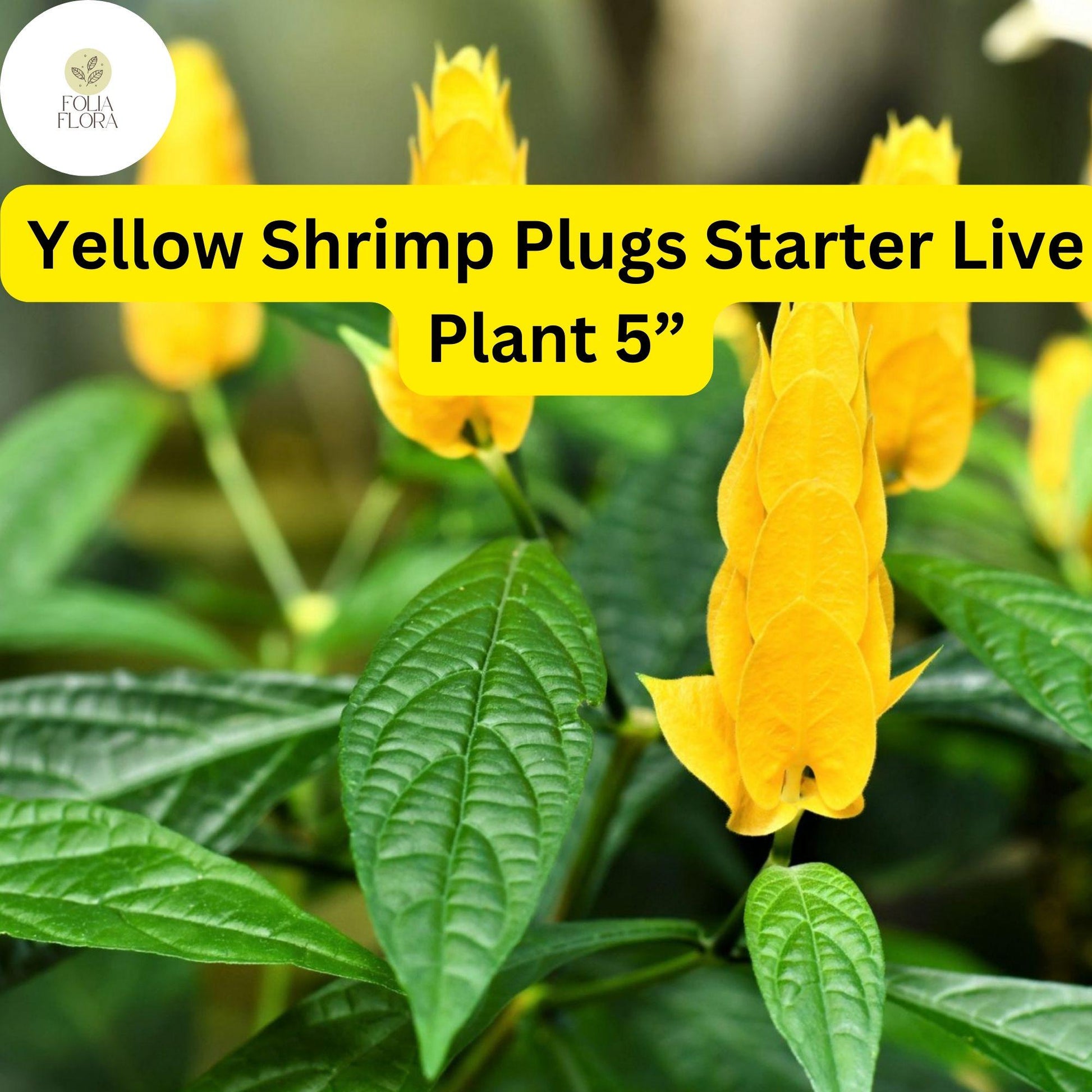 Yellow Shrimp Plant Starter Plug - 5” Live Plant with Yellow Bracts & White Flowers - Justicia brandegeana, Pachystachys lutea