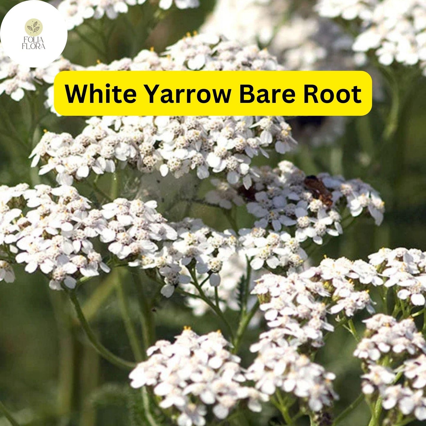 White Yarrow Plant - Bare Root Perennial, Achillea millefolium, Pollinator-Friendly, Drought-Tolerant, White Flowers