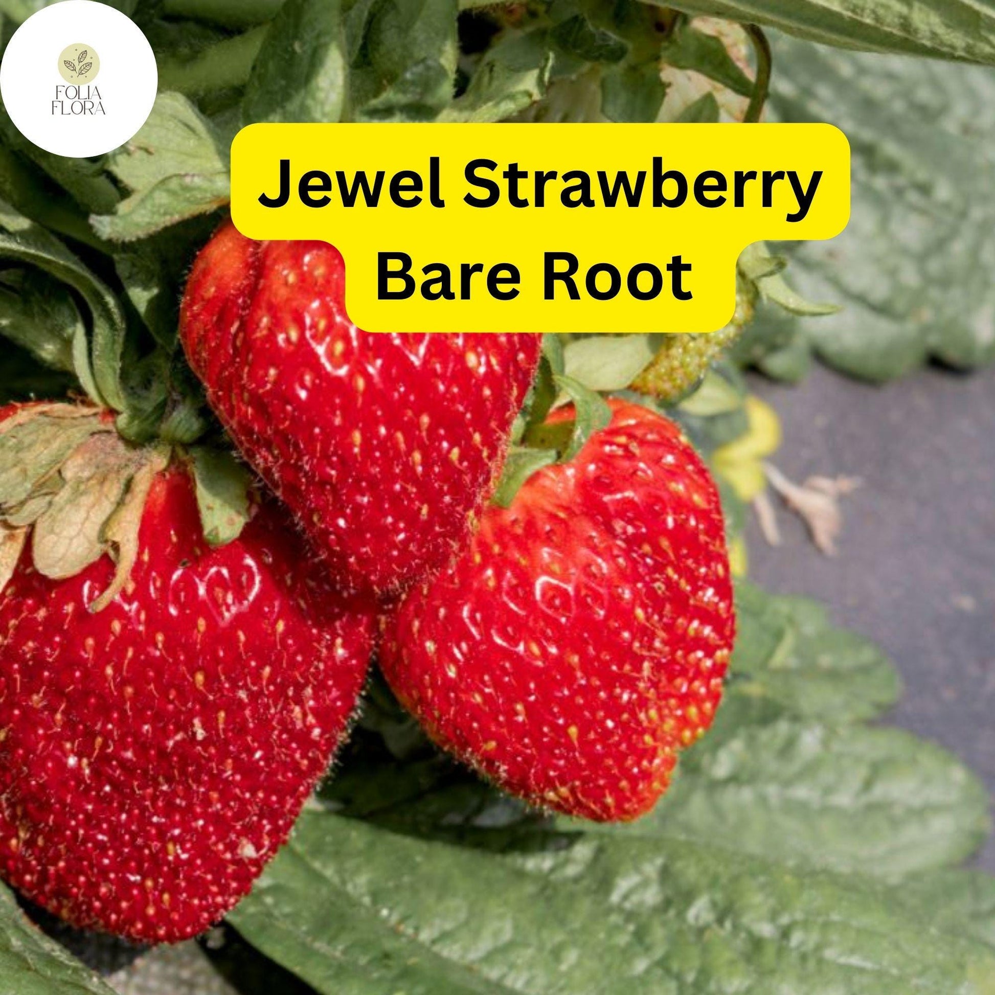 Bare Root Strawberry Plants - Jewel Variety - Fragaria x ananassa - High-Yield, Sweet Berries for Gardens & Containers