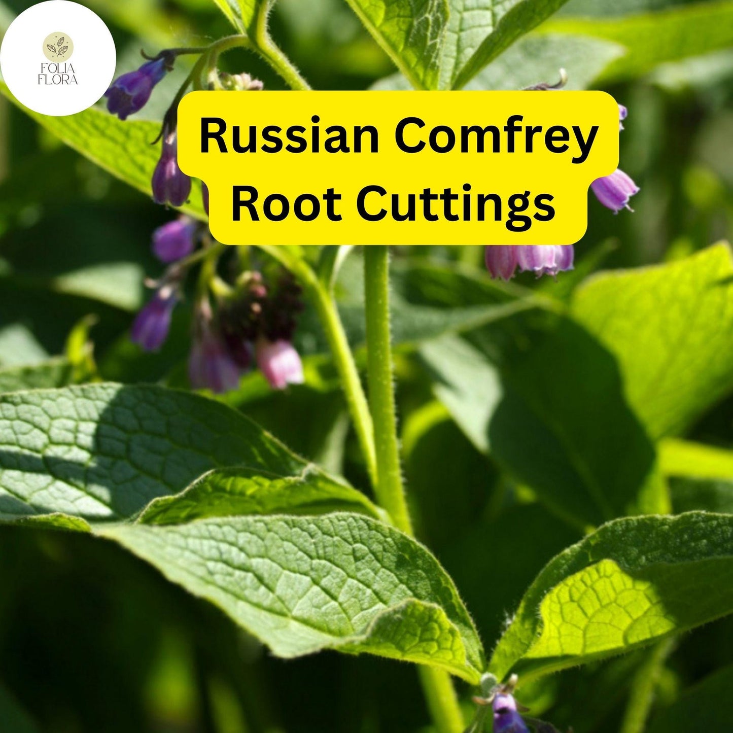 Live Root Cuttings Russian Comfrey Bocking 14 - Symphytum × uplandicum - Perennial Plant for Permaculture & Composting