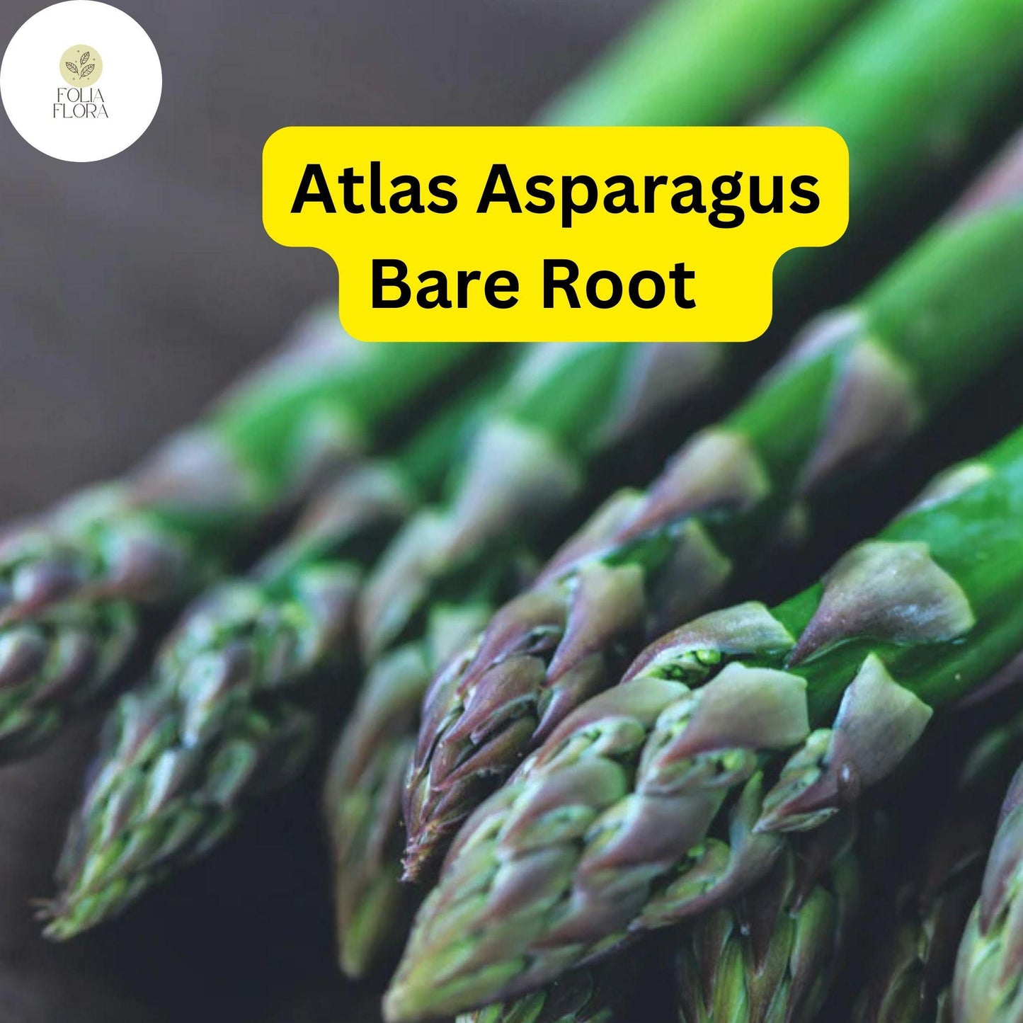 25 Bare Root Green Atlas Asparagus Crowns - Asparagus officinalis - High Yield, Disease Resistant Perennial Plants