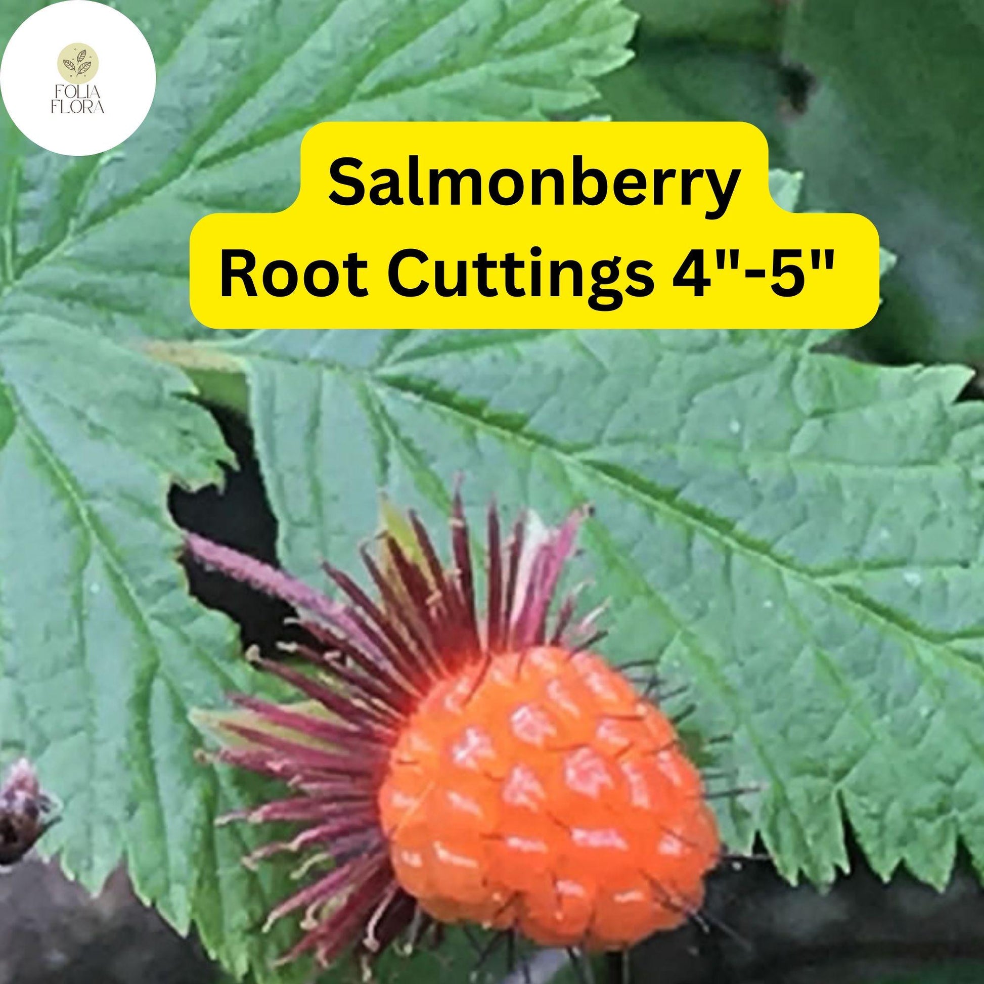 5 Salmonberry Root Cuttings 4"-5", Edible Berries, Organic Rhizomes, Rubus spectabilis, Hardy Perennial Plant