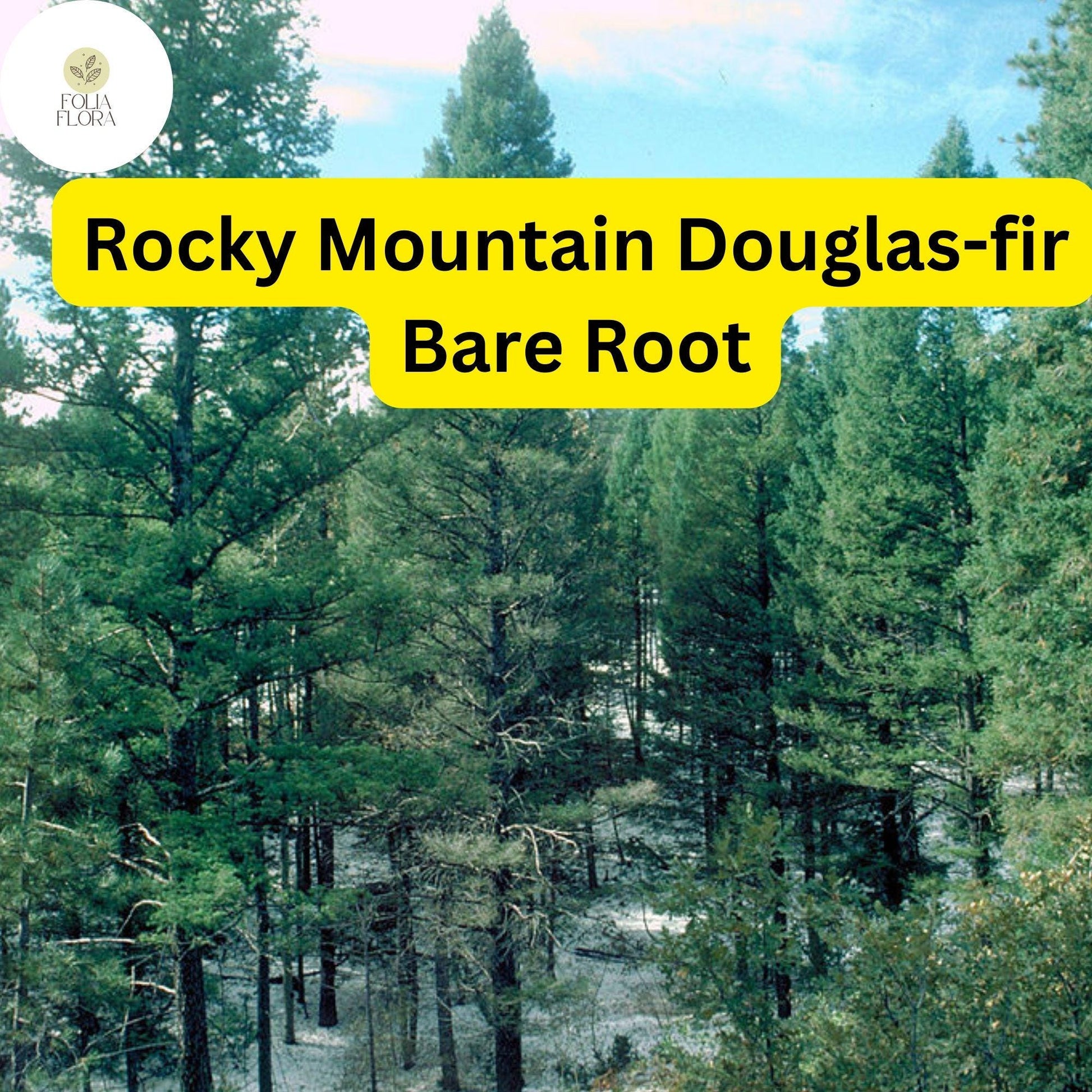 Rocky Mountain Douglas-fir Tree, Bare Root Evergreen, Green Foliage, Pseudotsuga menziesii - Hardy Privacy Screen & Windbreak