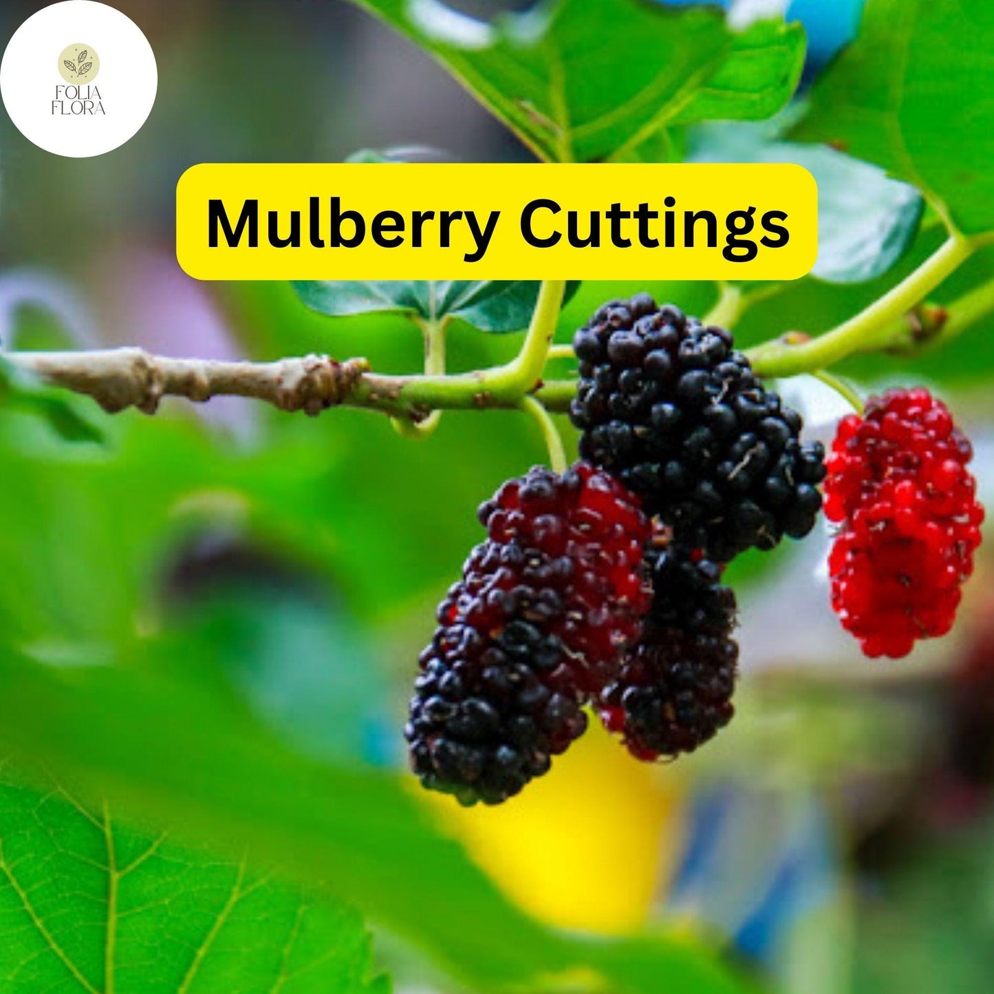 10 Mulberry Cuttings, Early Fruiting, Morus alba, Easy-to-Root, Sweet Berries for Edible Landscaping, Home Gardens